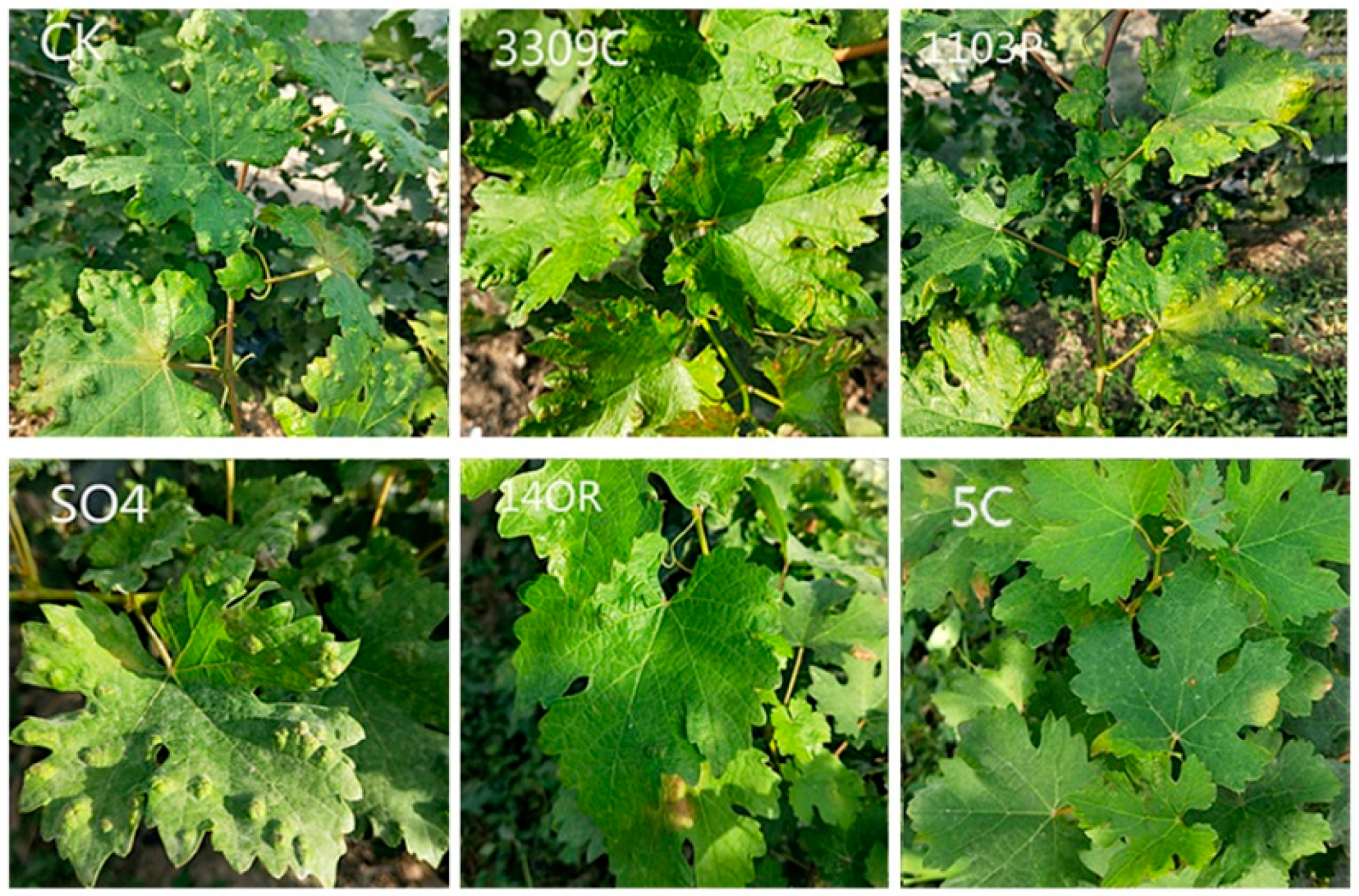 Sustainability | Free Full-Text | Study on the Resistance of  &lsquo;Cabernet Sauvignon&rsquo; Grapevine with Different Rootstocks to  Colomerus vitis