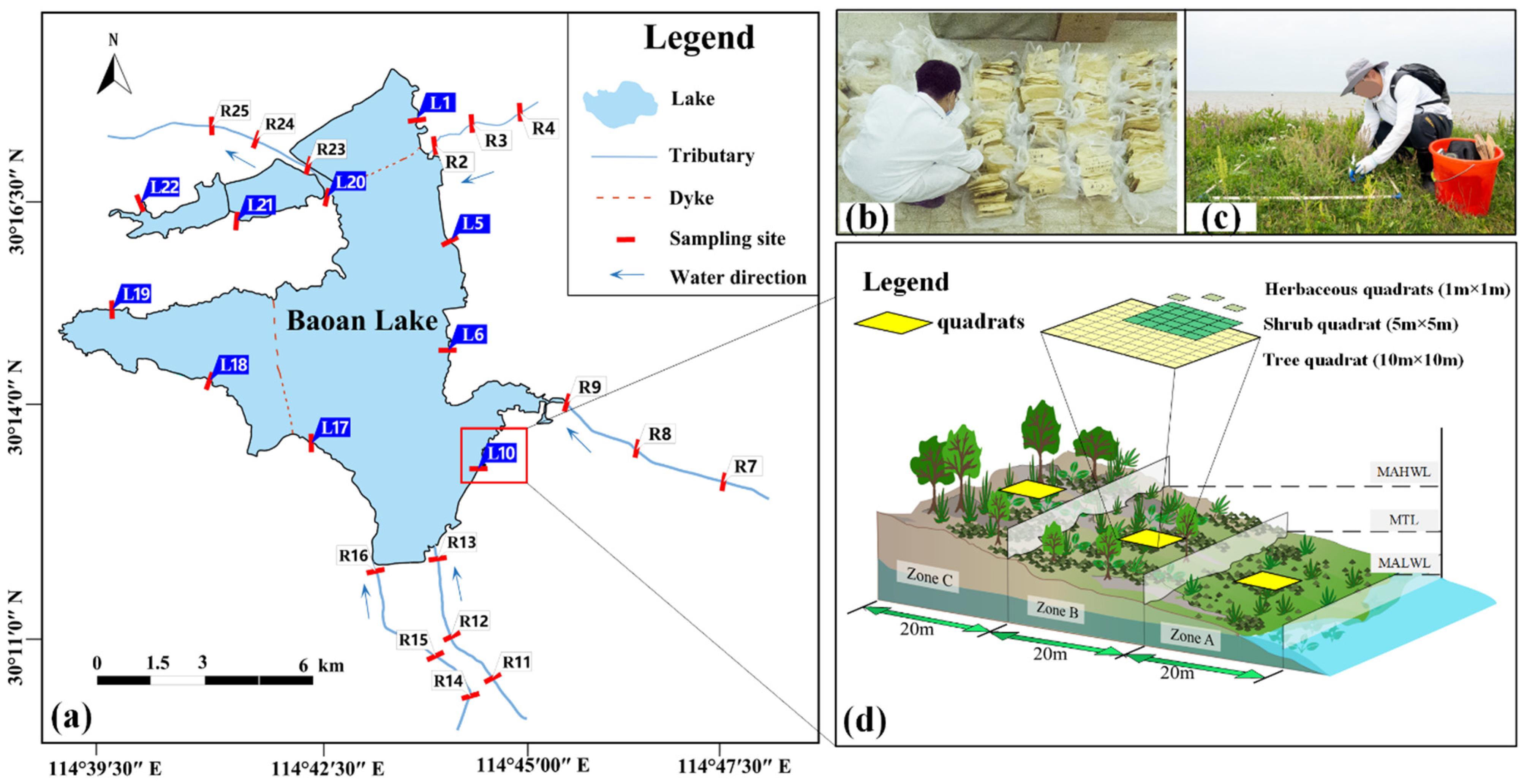 Sustainability | Free Full-Text | Distribution Pattern and Structure of  Vascular Plant Communities in Riparian Areas and Their Response to Soil  Factors: A Case Study of Baoan Lake, Hubei Province, China