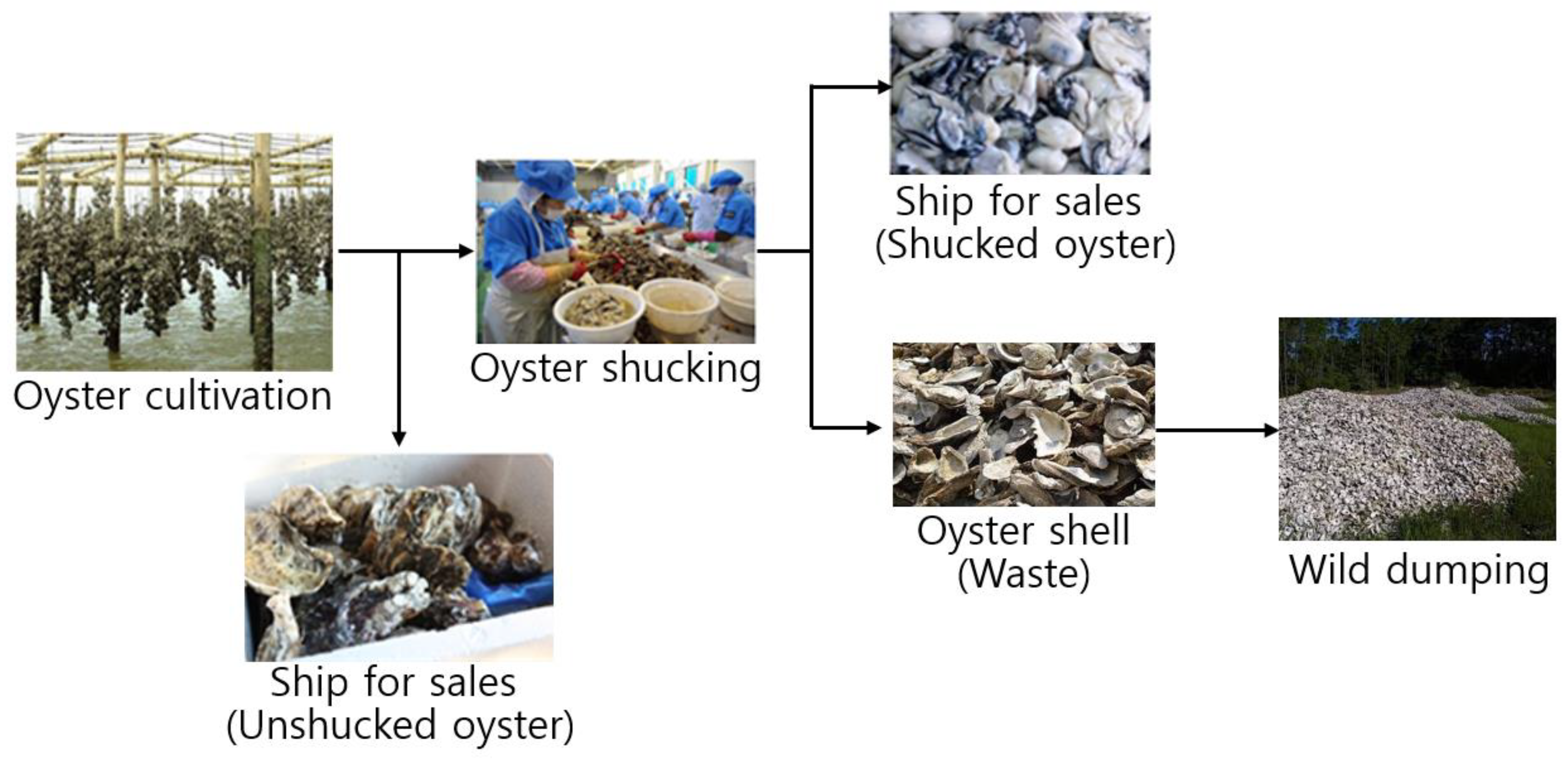 Sustainability | Free Full-Text | Evaluation of Washing and Screening for  Upgrading the Calcium Content of Oyster Shells Using a Simulated Wet-Type  Trommel