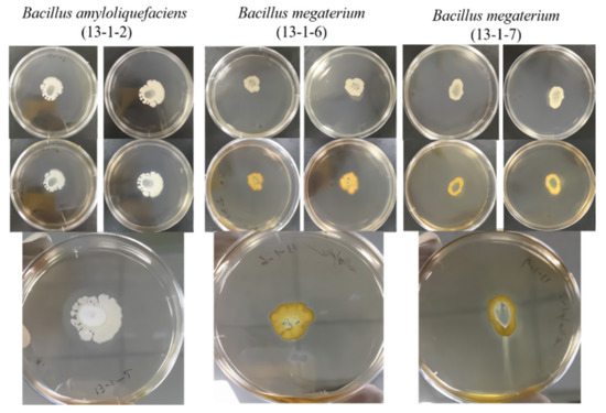 Sustainability | Free Full-Text | Screening of Rhizosphere Microbes of ...