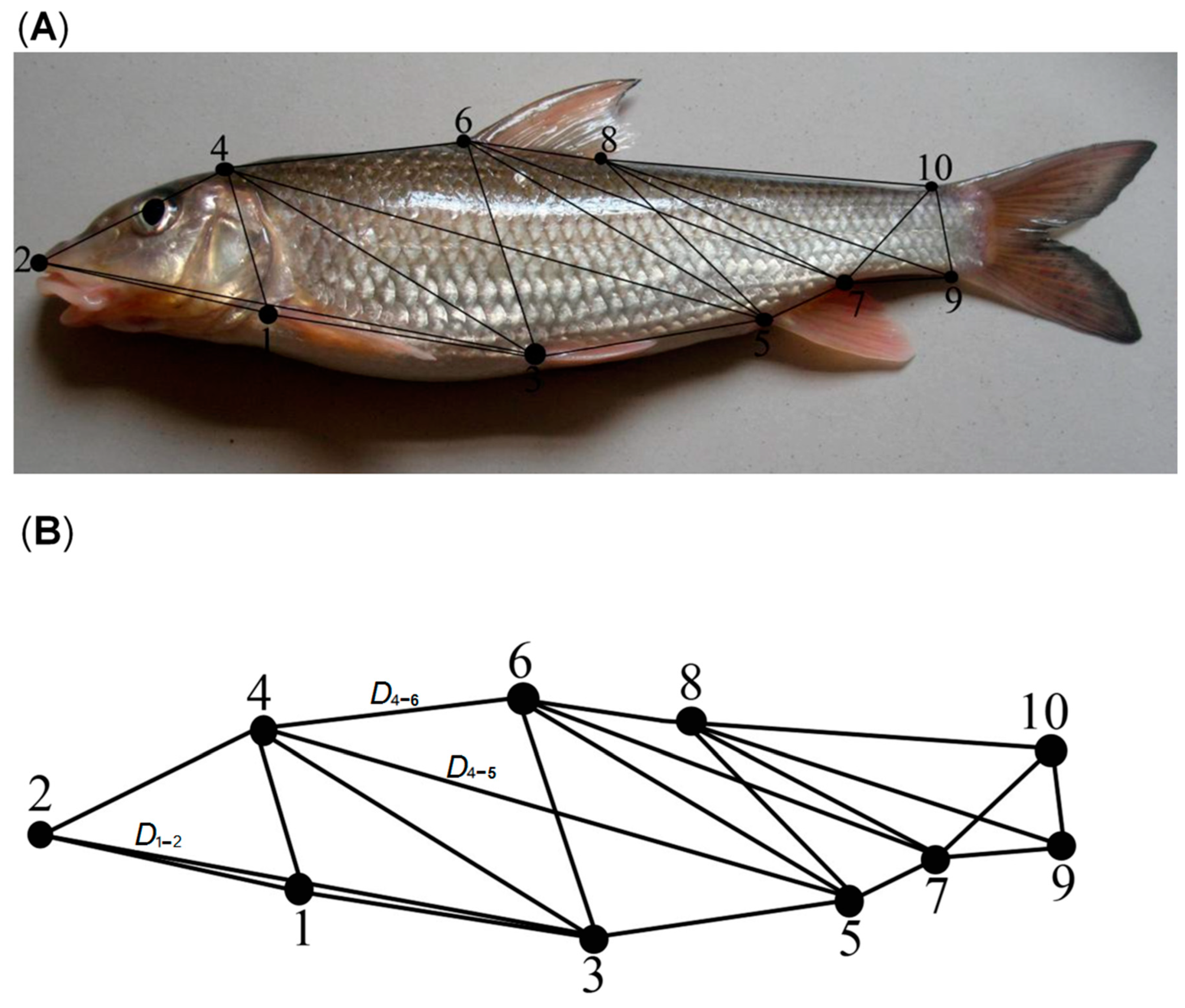 Sustainability | Free Full-Text | Sexual Dimorphism and Discrimination of  Barbel Steed (Hemibarbus&nbsp;labeo) in the Jinhe River, China: An  Indicator of Habitat Status