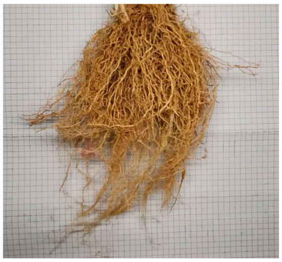 Vetiver roots in soil (left and middle) and in water (right)