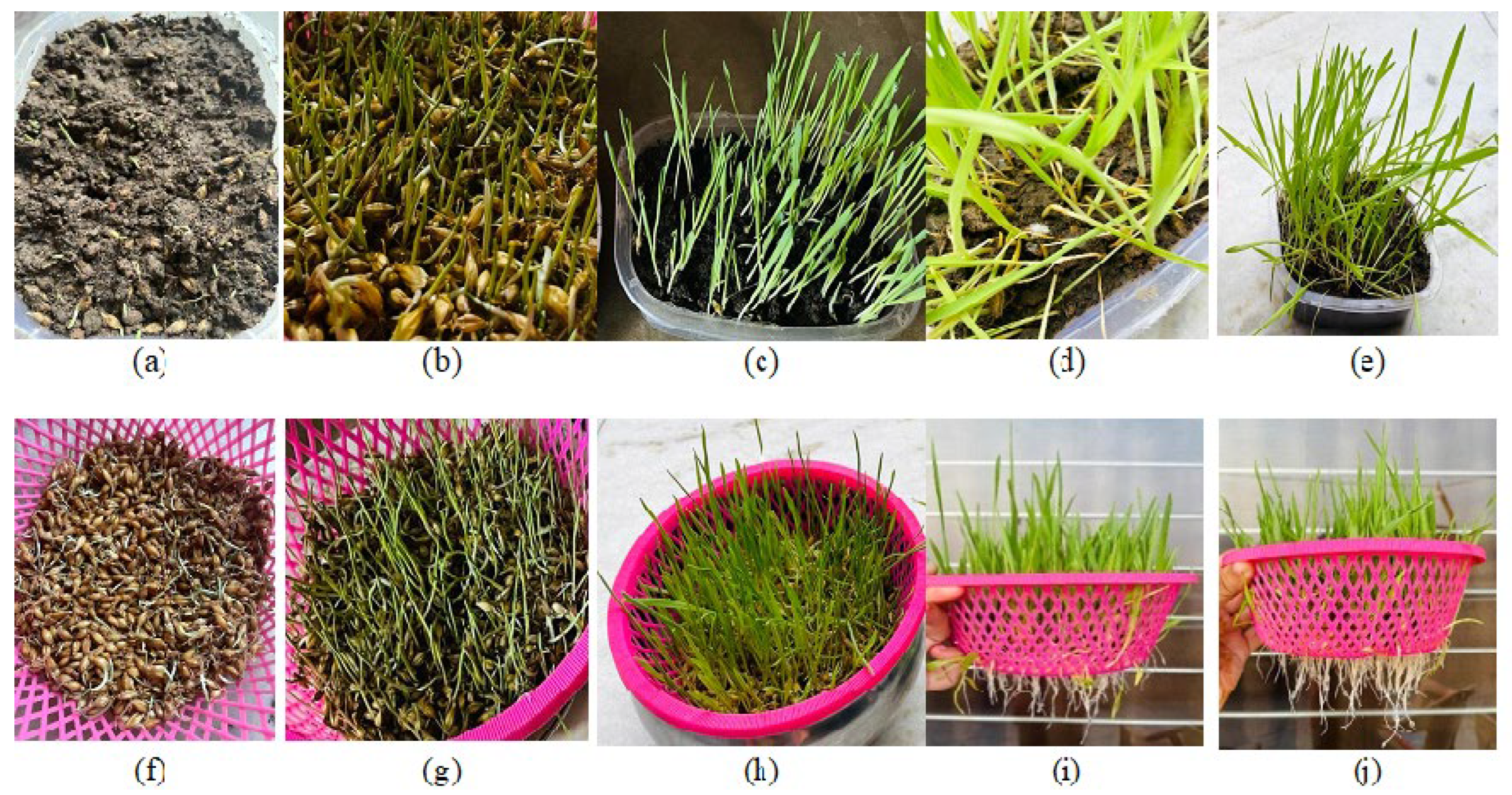 Sustainability 15 04396 g007