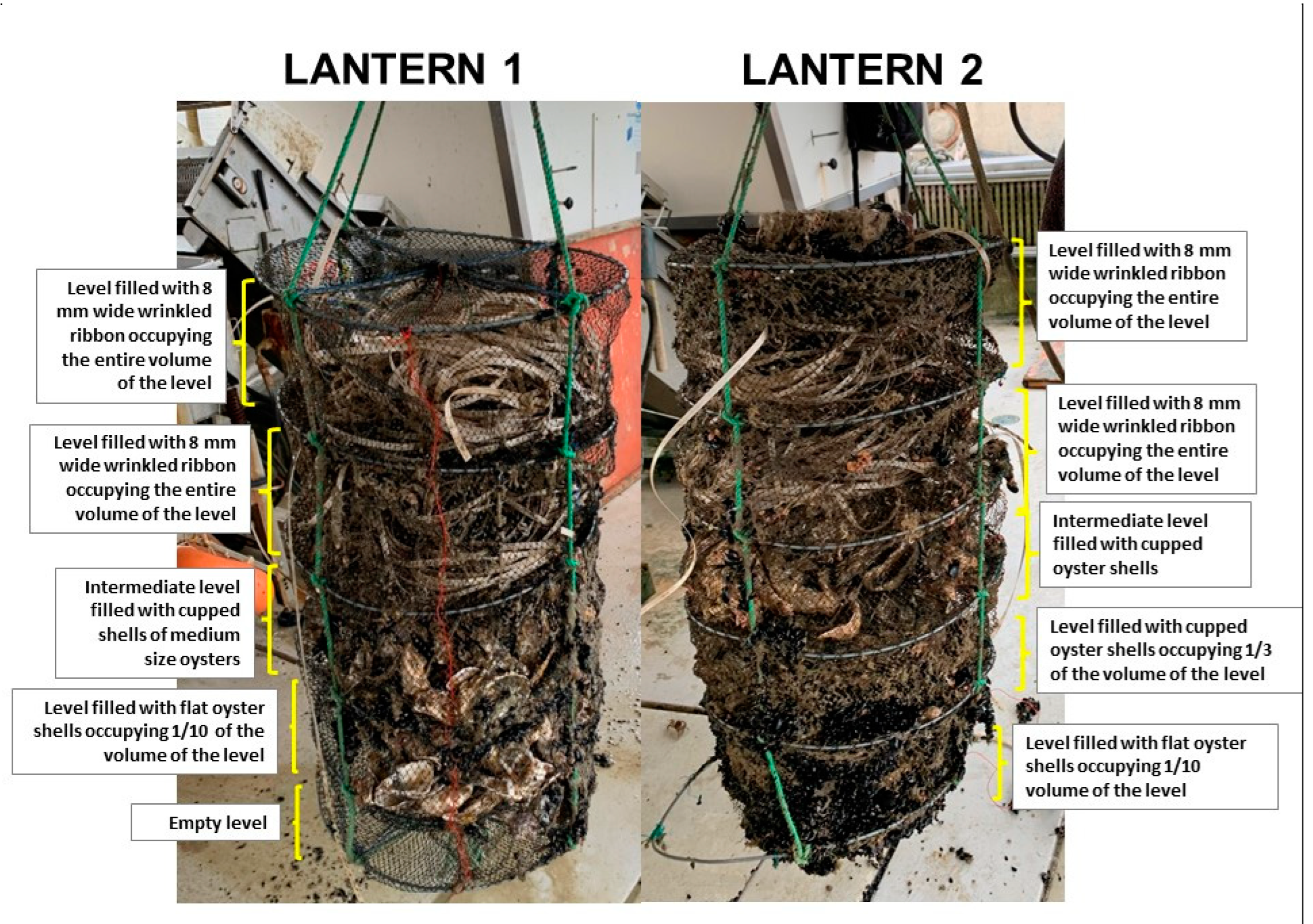 Sustainability | Free Full-Text | Recruitment of Oysters by Different  Collection Devices at a Longline Shellfish Farm in the Central Adriatic Sea