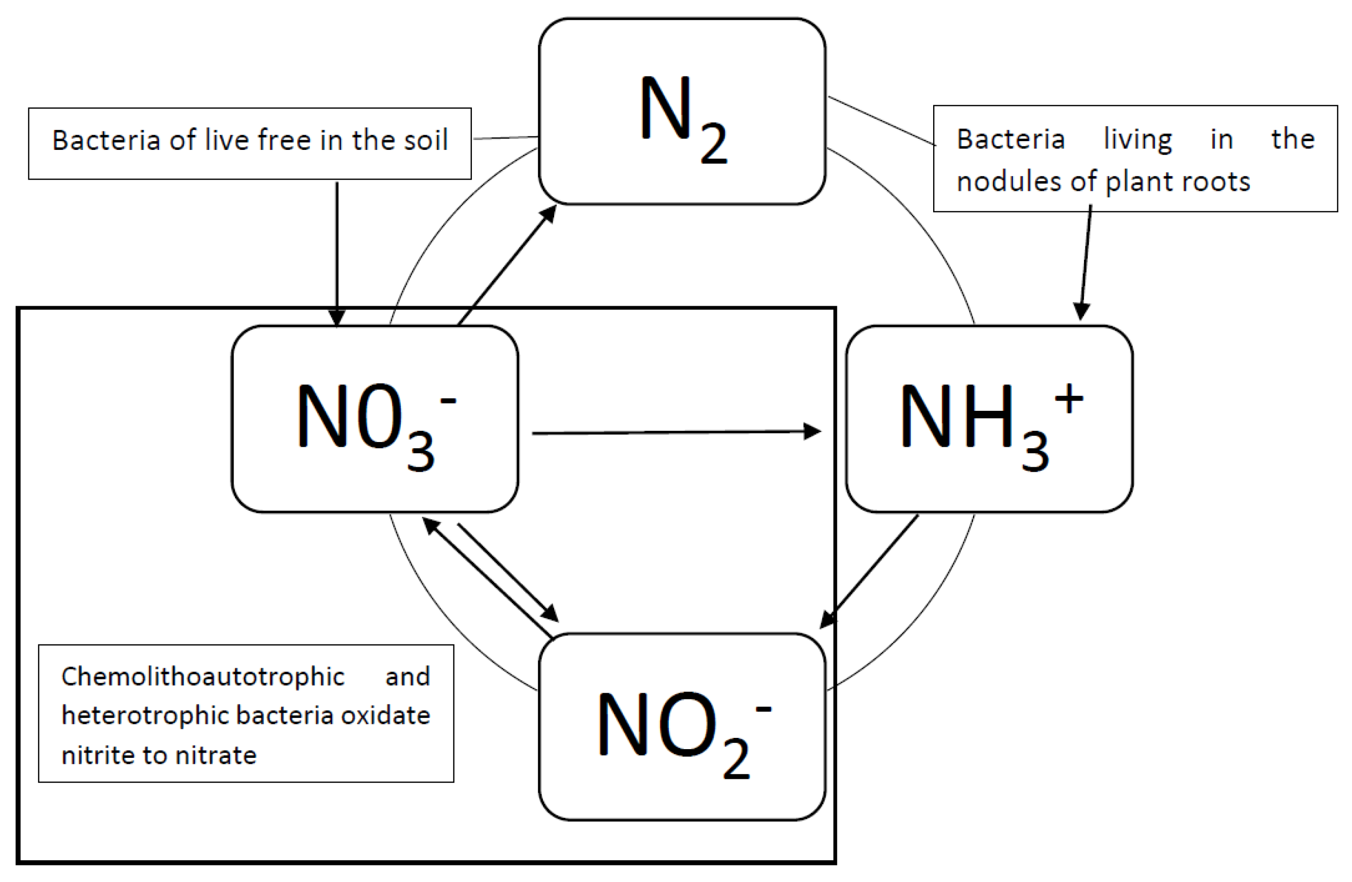 Sustainability | Free Full-Text | Nitrite-Oxidizing Bacterial Strains  Isolated from Soils of Andean Ecosystems and Their Potential Use in  Nitrogen Reduction