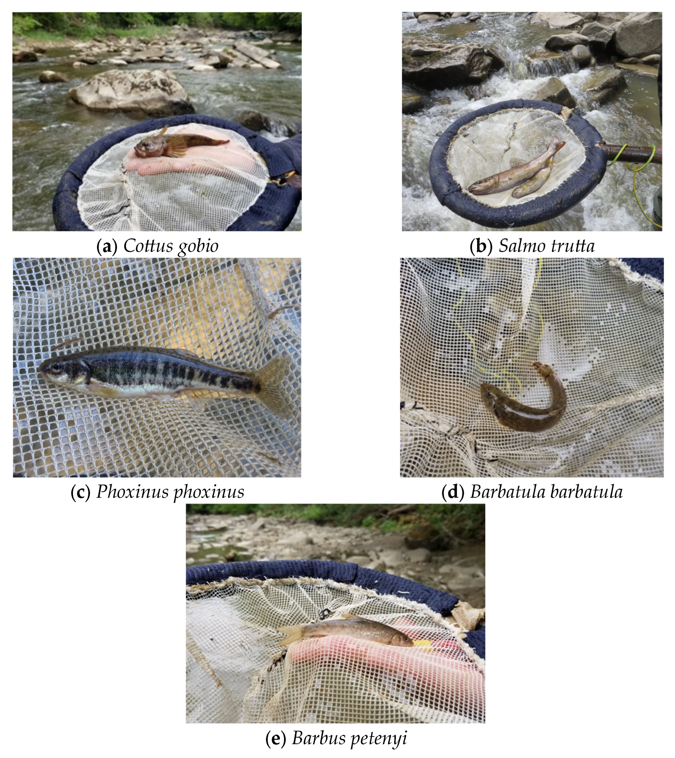 Sustainability 15 09502 g005 Sustainability 15 09502 g005