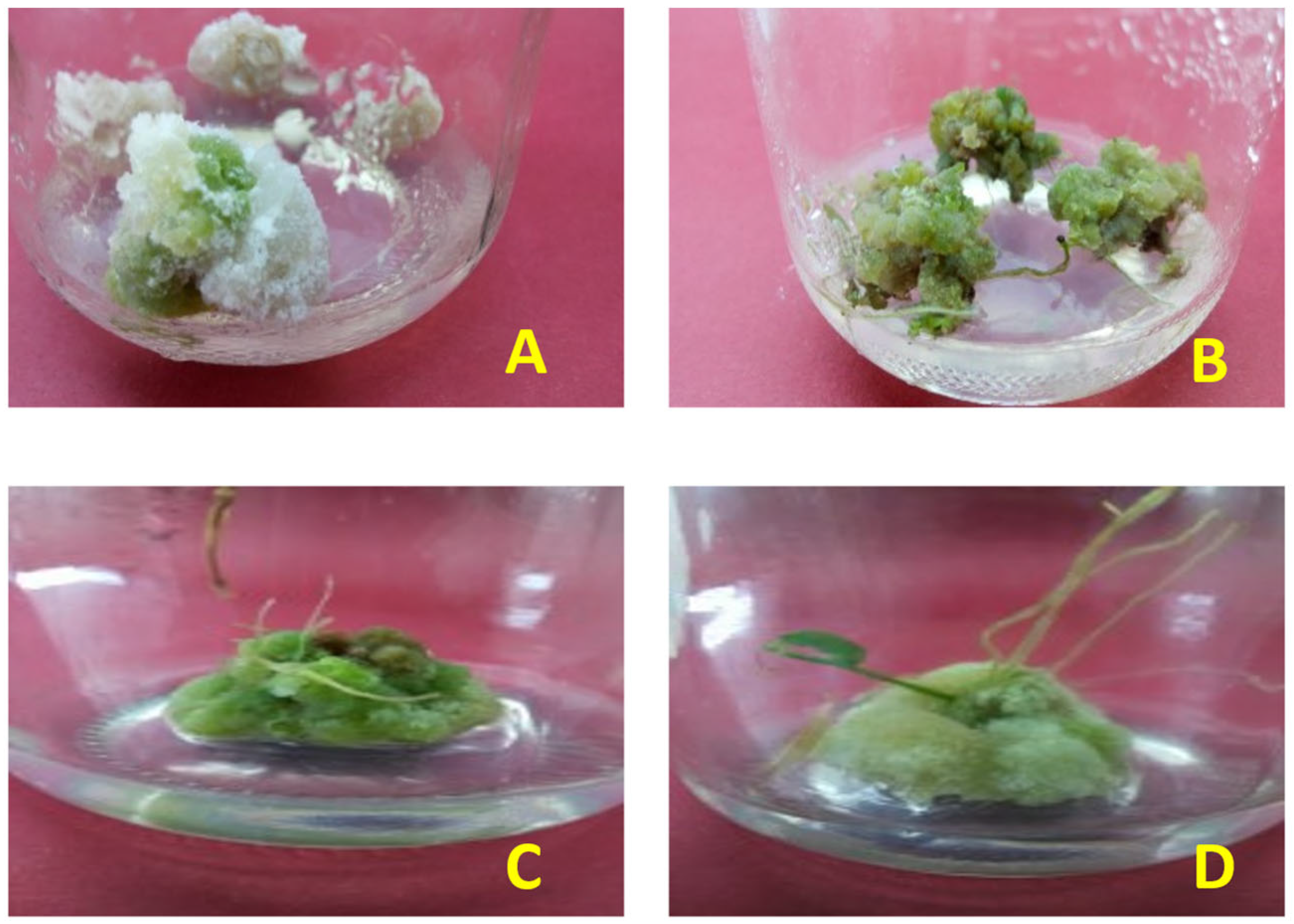 Sustainability 15 10395 g002