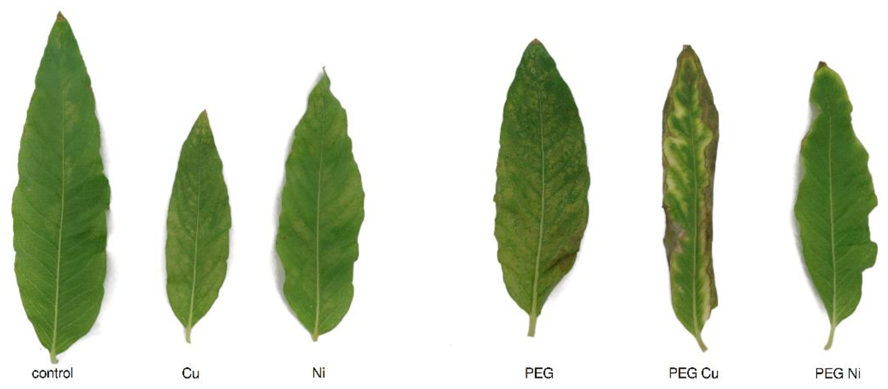 Sustainability 15 13084 g002