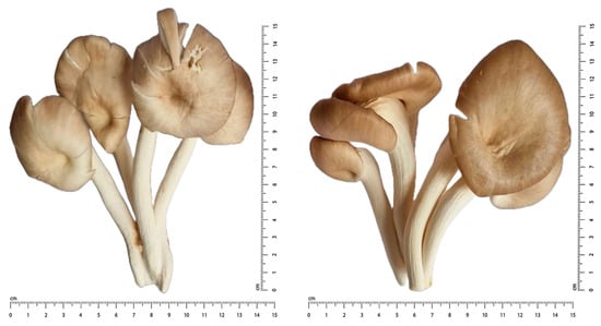 Advisory Board Crystals PSI III: Fungi Edition Collection