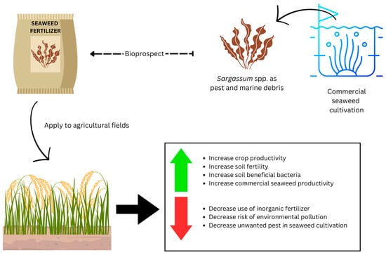 organic seaweed fertilizer