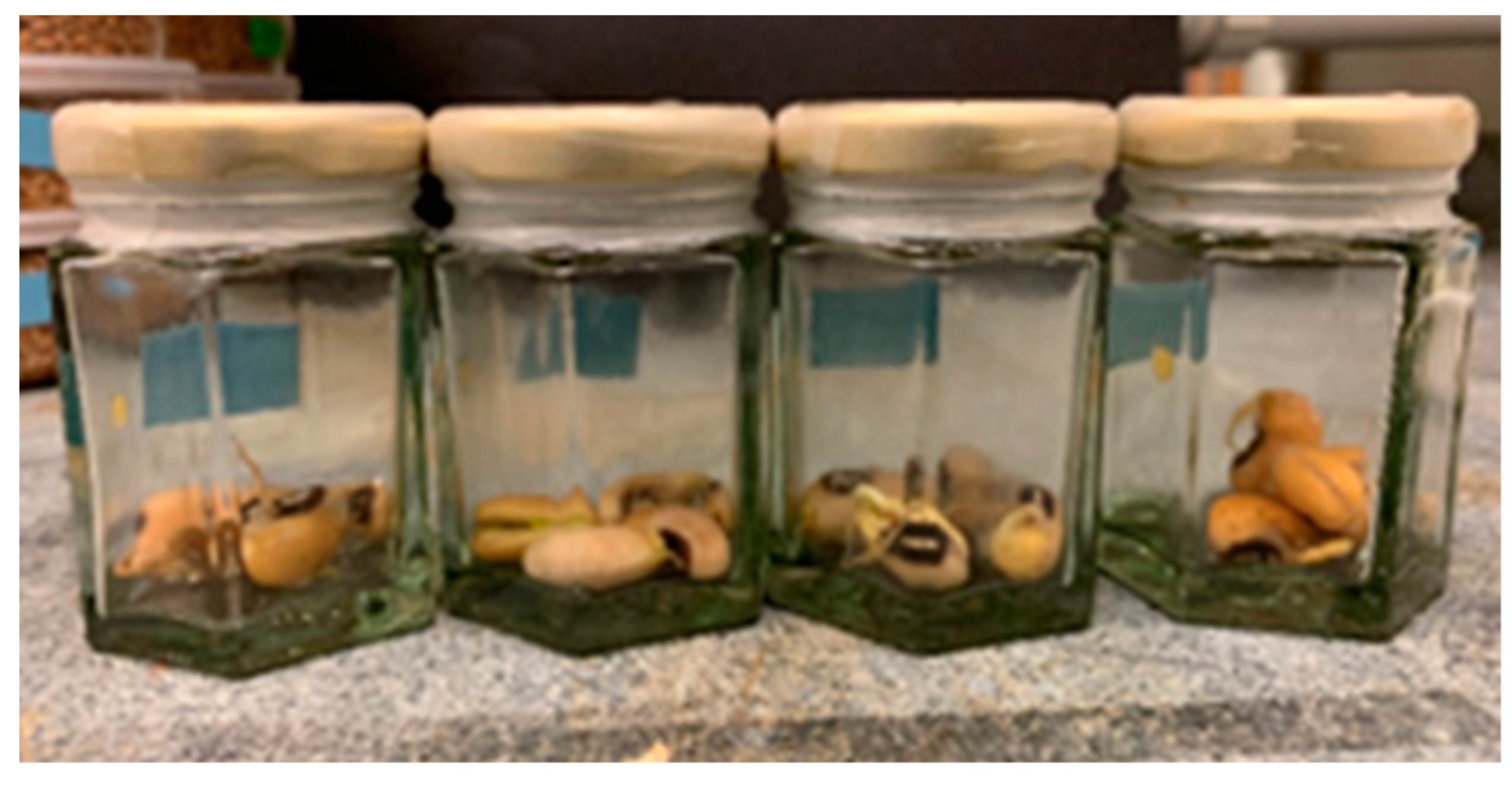 Preserving Jar Storage - Cookie Jar Universe