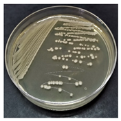 Sustainability 16 00563 i001