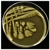 Sustainability 16 00563 i005