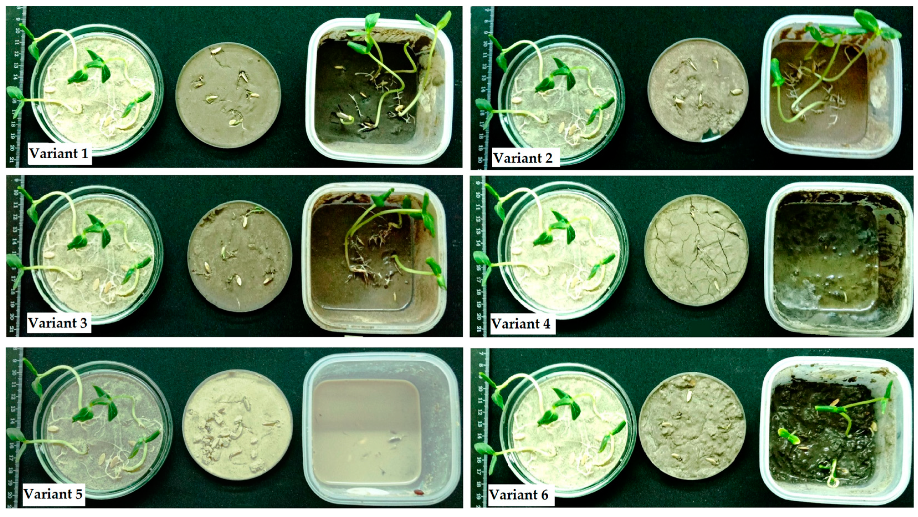 Sustainability 16 01097 g006