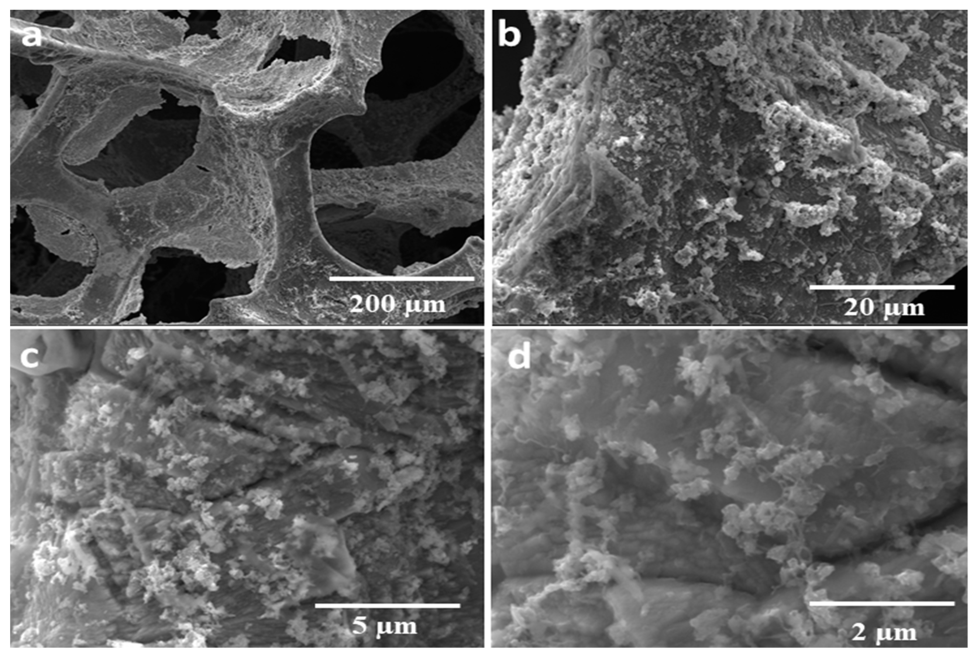Sustainability 16 01953 g002
