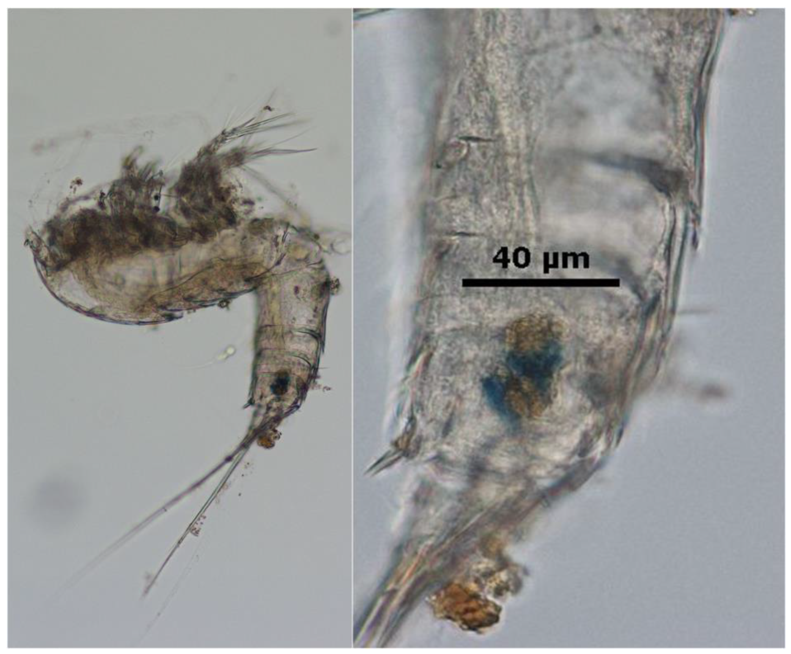 Sustainability 16 02532 g004