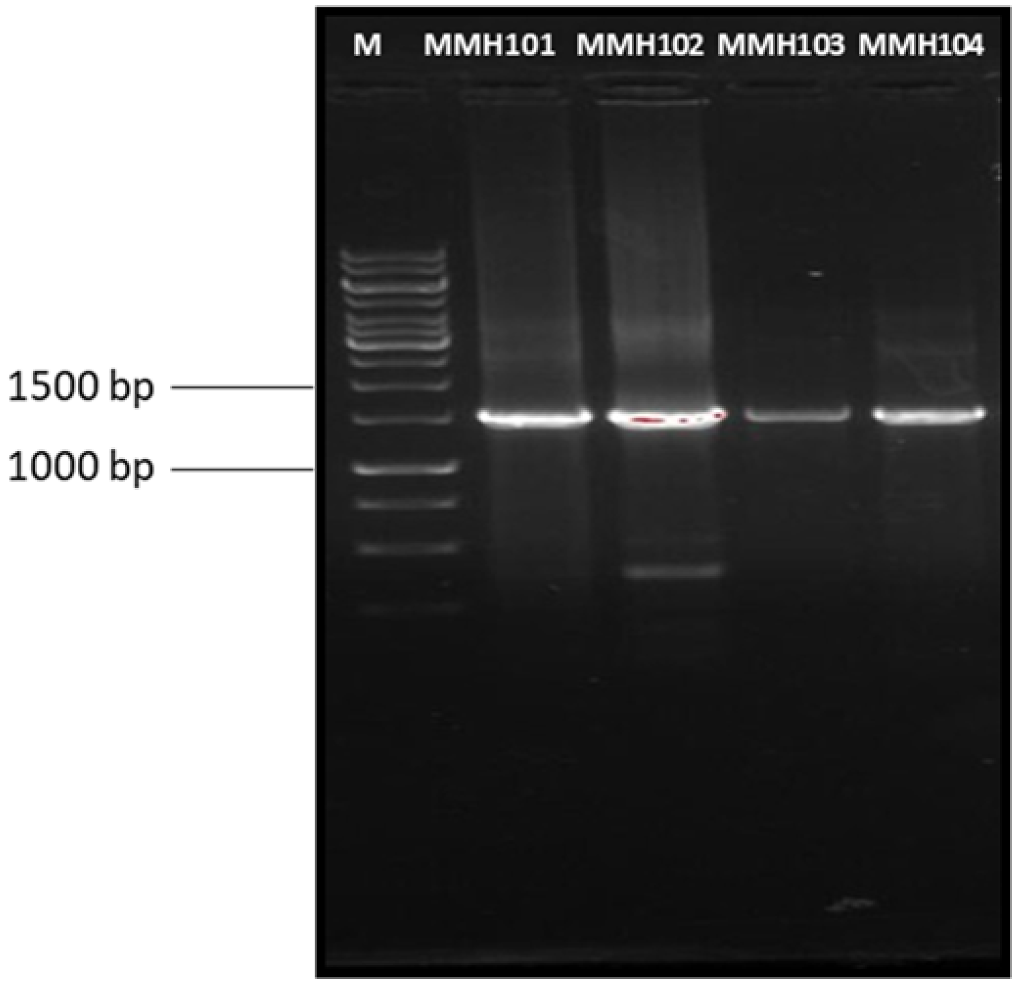 Sustainability 16 04605 g003