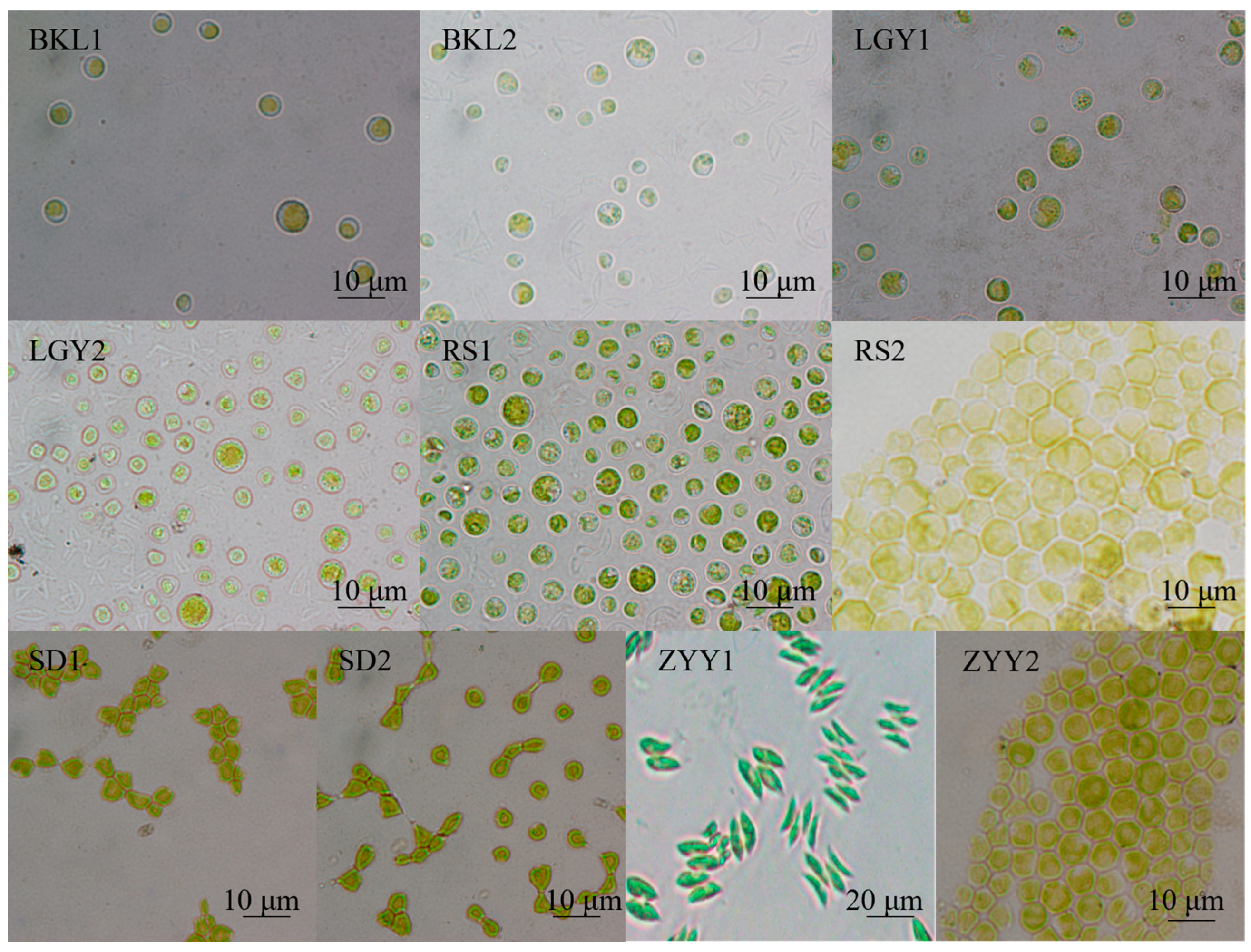 Sustainability 16 04633 g001