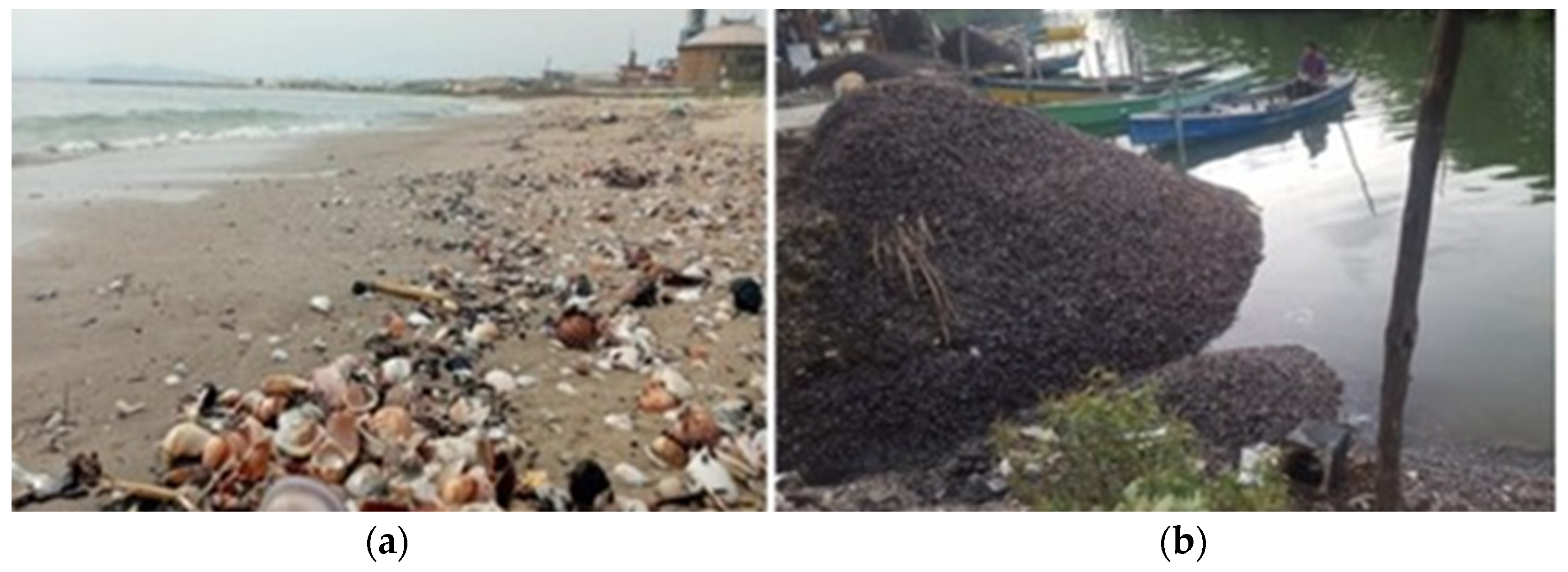 Sustainability 16 05577 g002