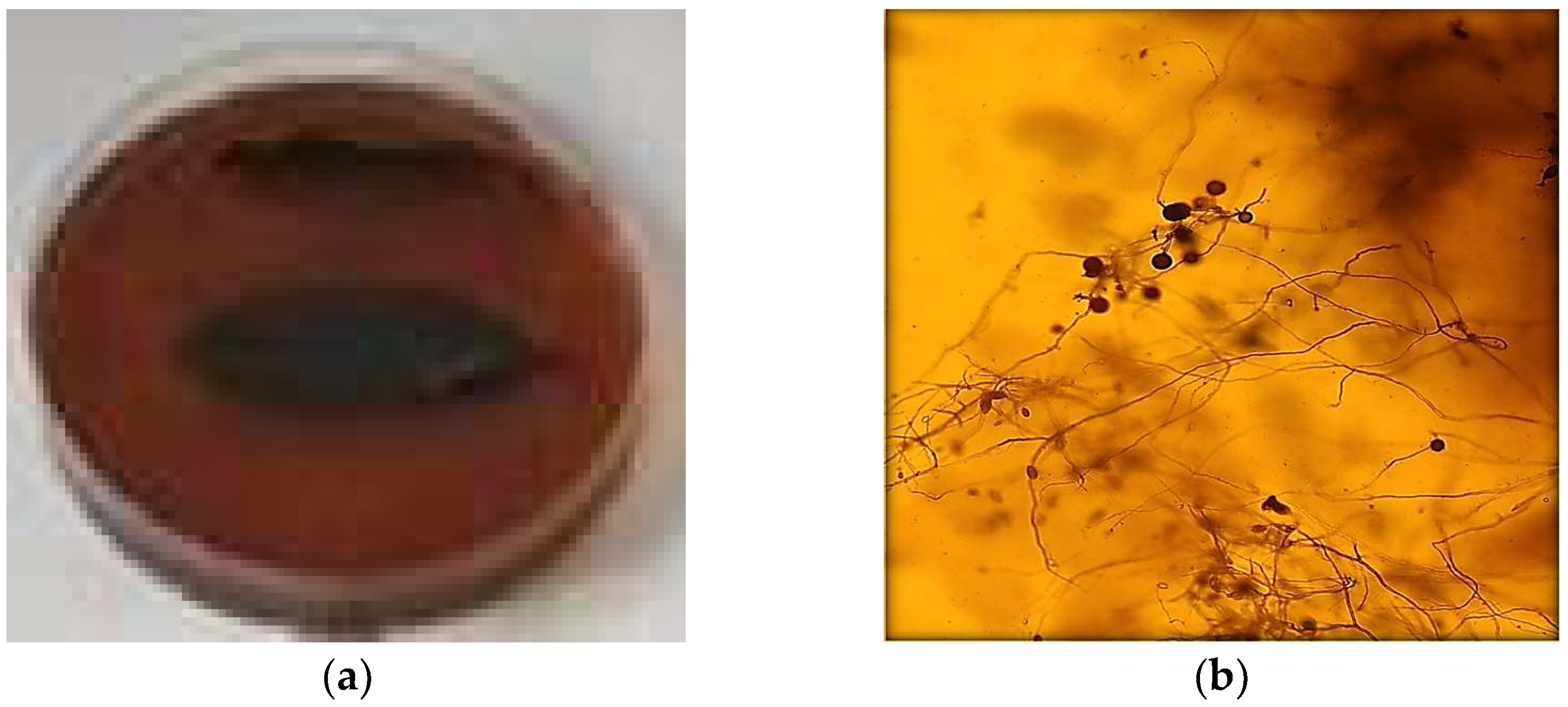 Sustainability 16 05637 g009