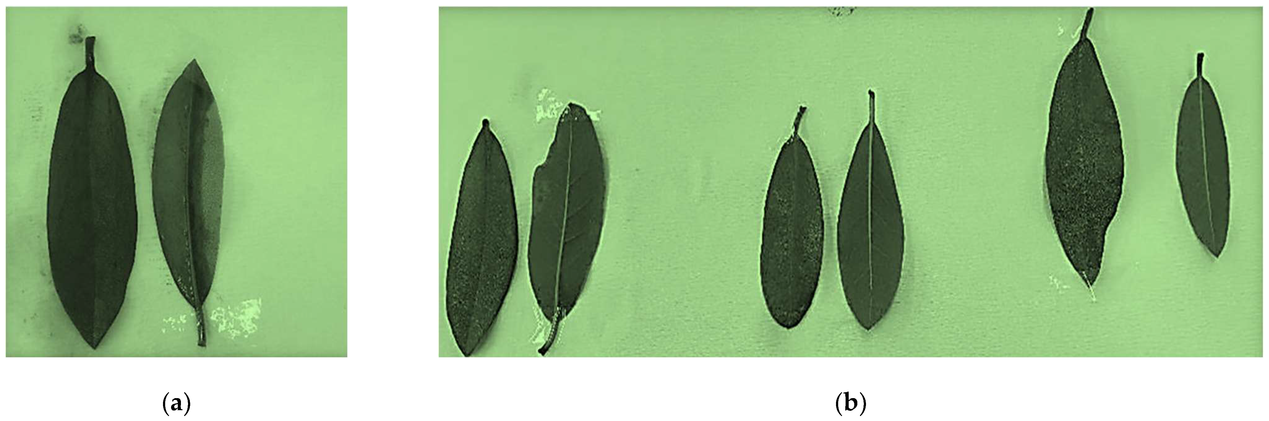 Sustainability 16 05637 g010