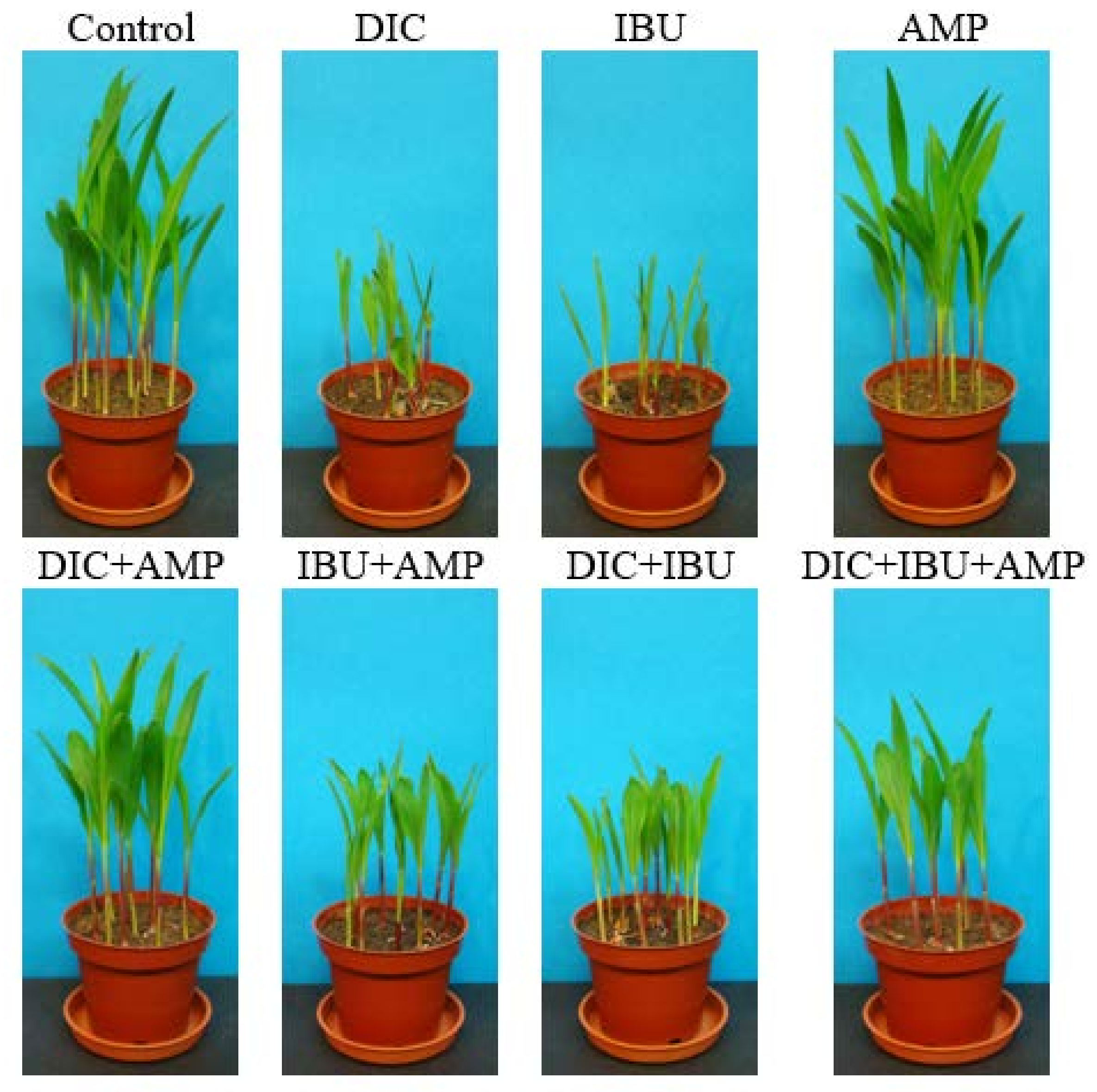 Sustainability 16 05698 g002