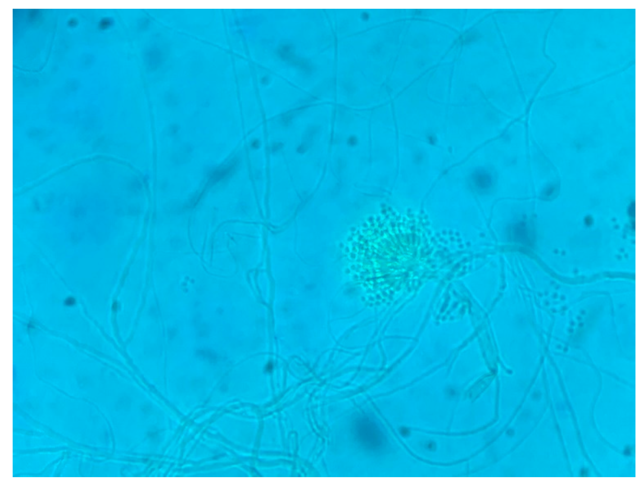 Sustainability 16 07413 g002