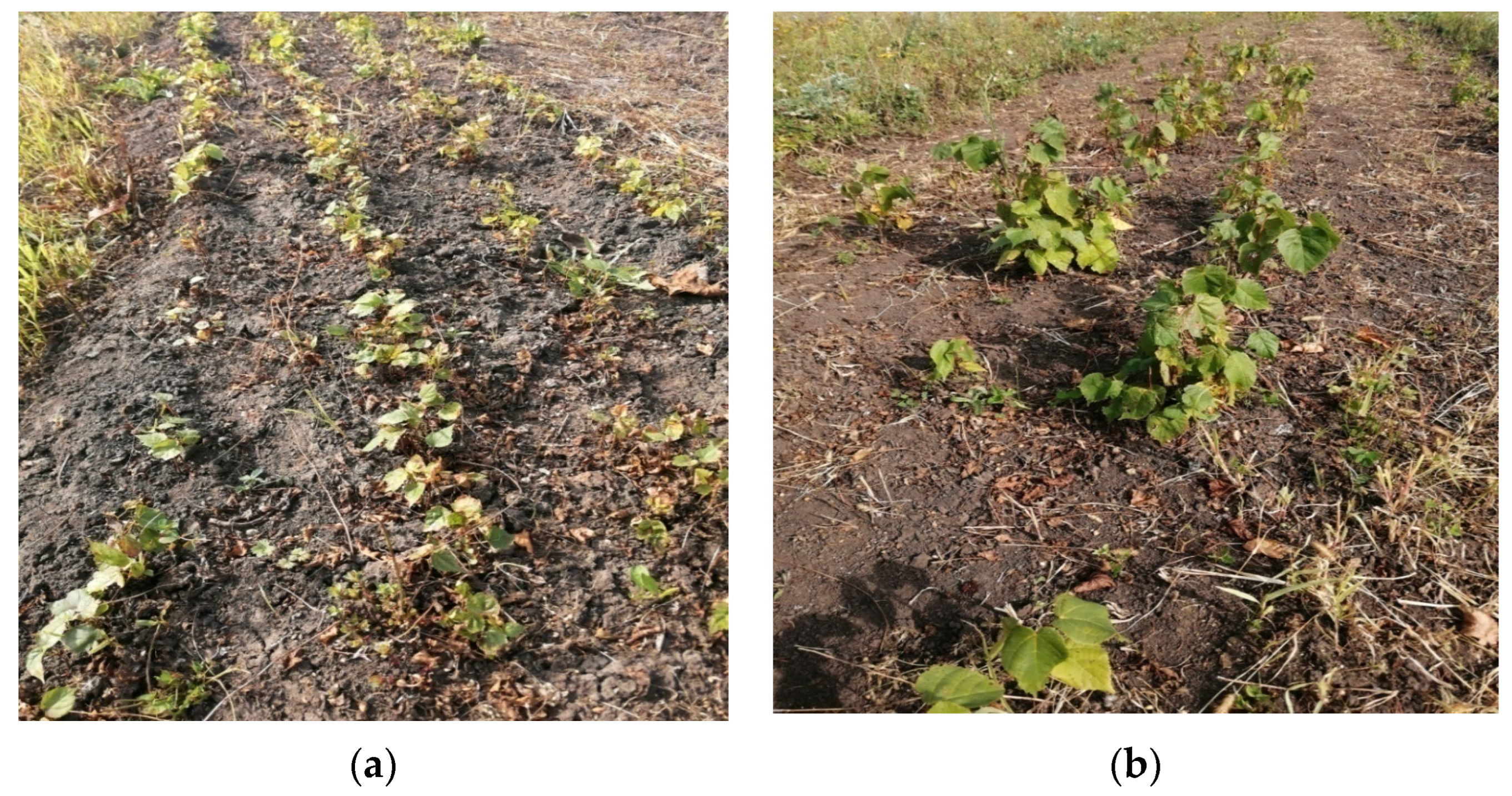 Sustainability 16 07837 g002 Sustainability 16 07837 g002