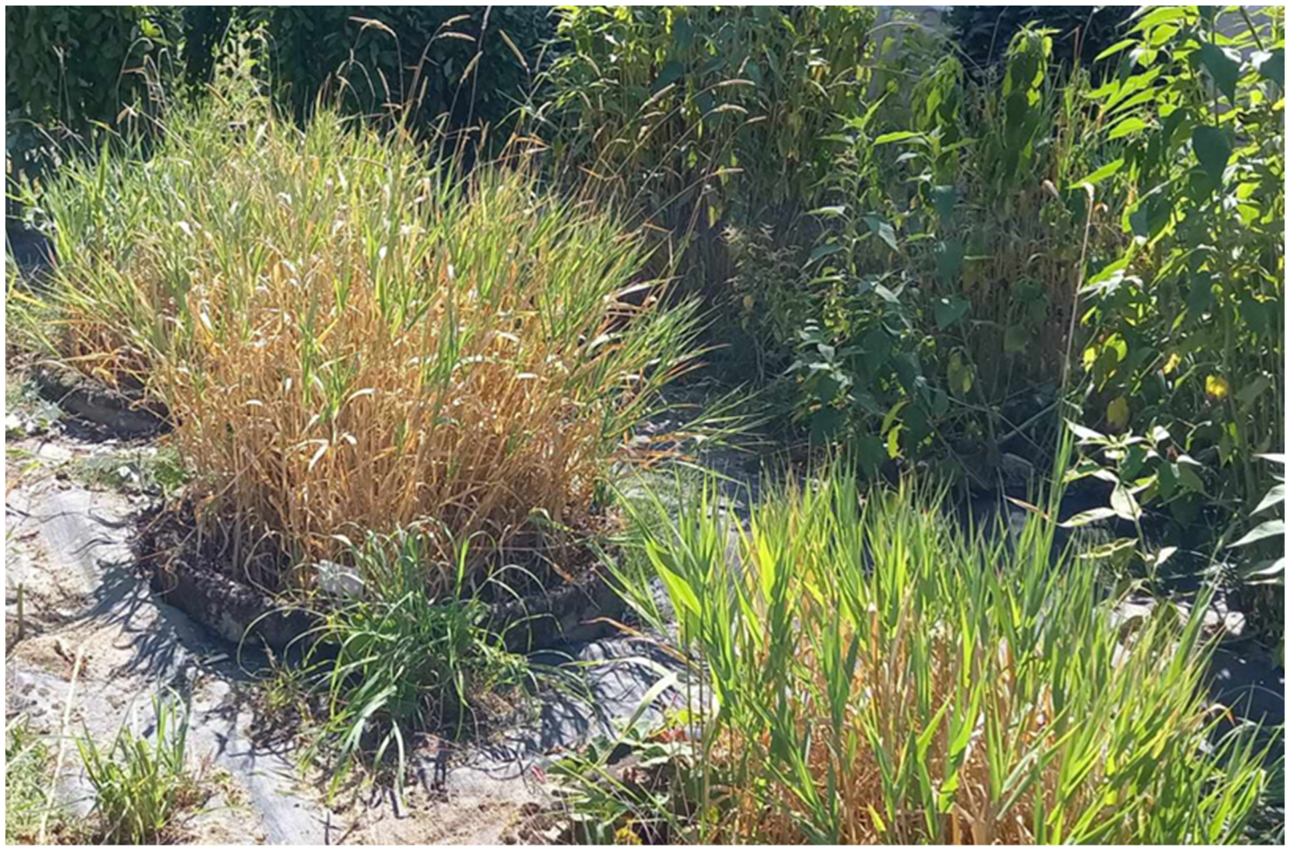 Sustainability 16 08093 g001