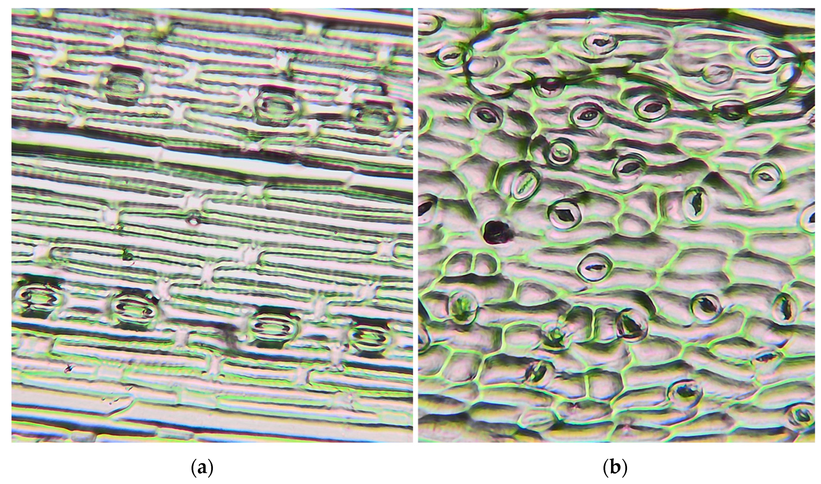 Sustainability 16 08771 g006