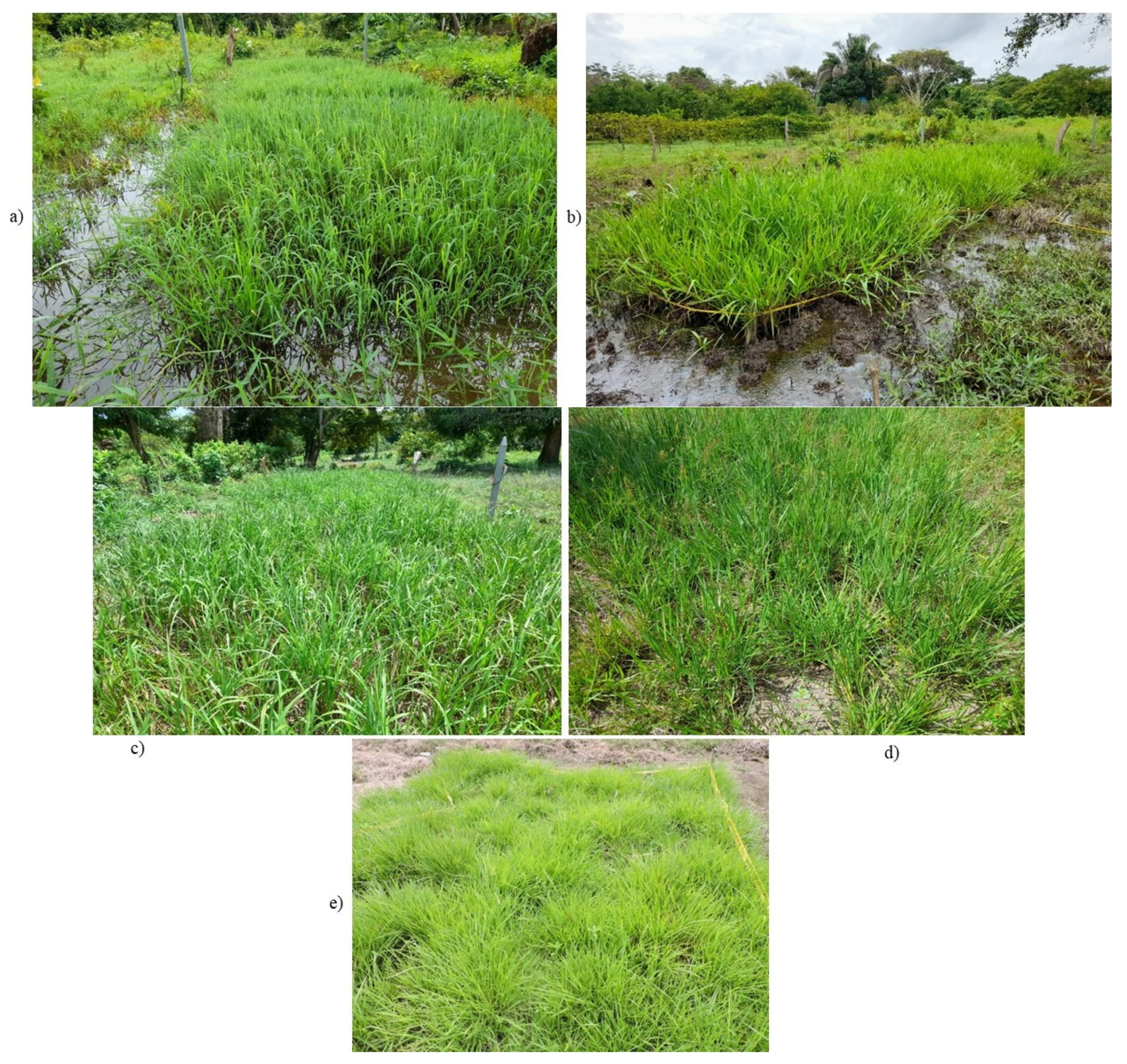 Sustainability 16 08915 g002