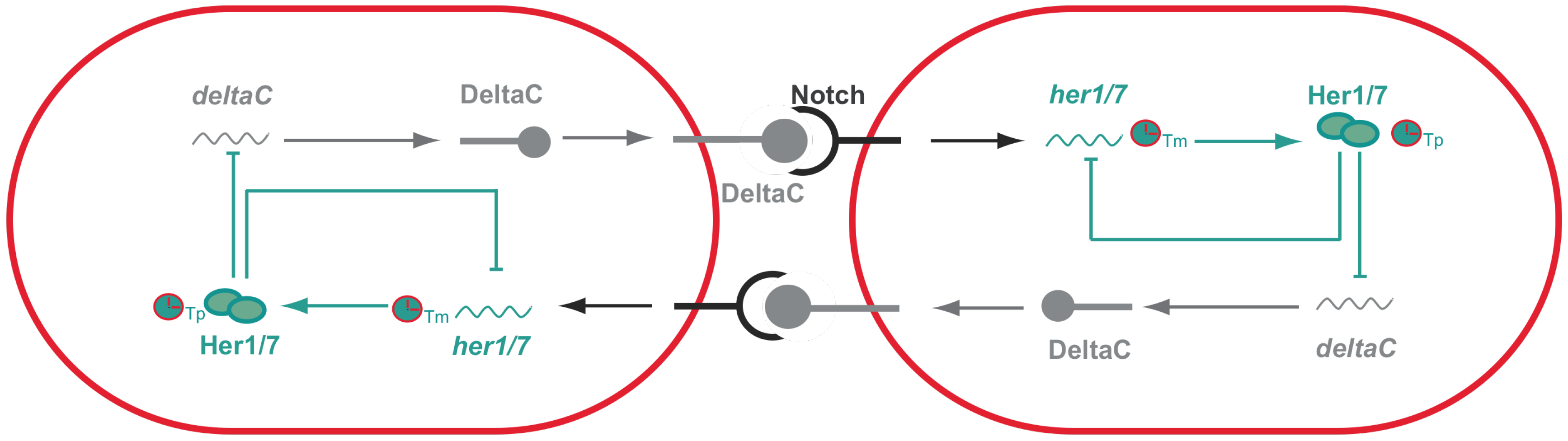 Loop - Interval & Multi Timer by Leon Boettger