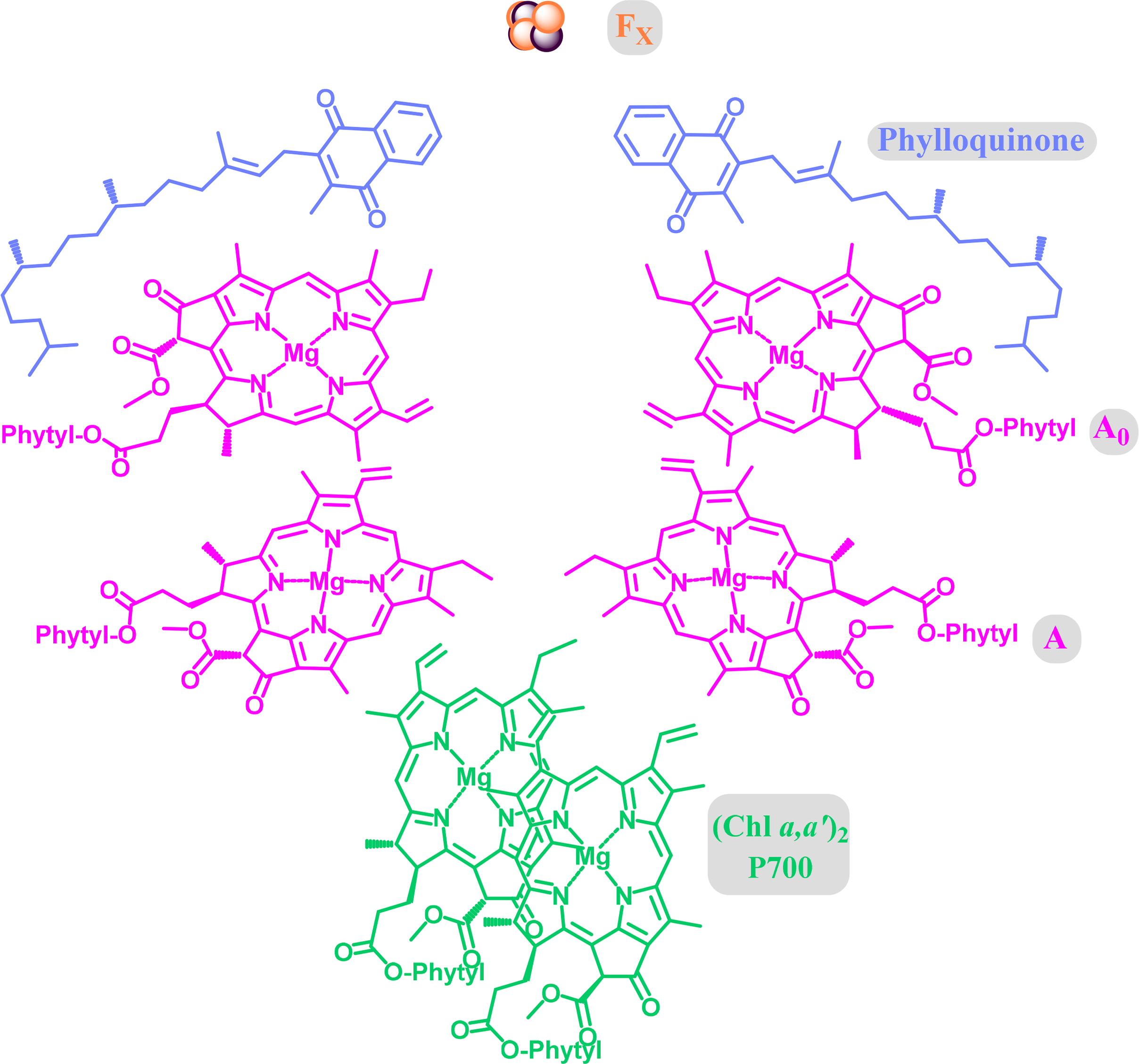 Symmetry Free Full Text Chlorophylls Symmetry Chirality And Photosynthesis Html