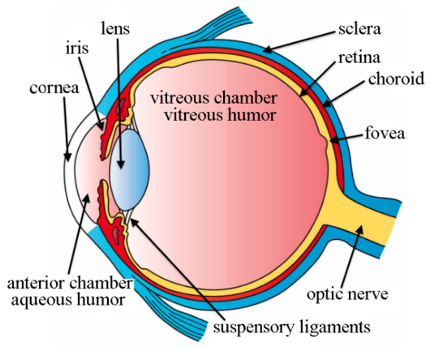 Строение глаза оптическая система глаза