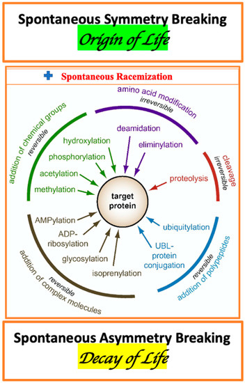 Symmetry | Free Full-Text | Racemization in Post-Translational  Modifications Relevance to Protein Aging, Aggregation and  Neurodegeneration: Tip of the Iceberg | HTML