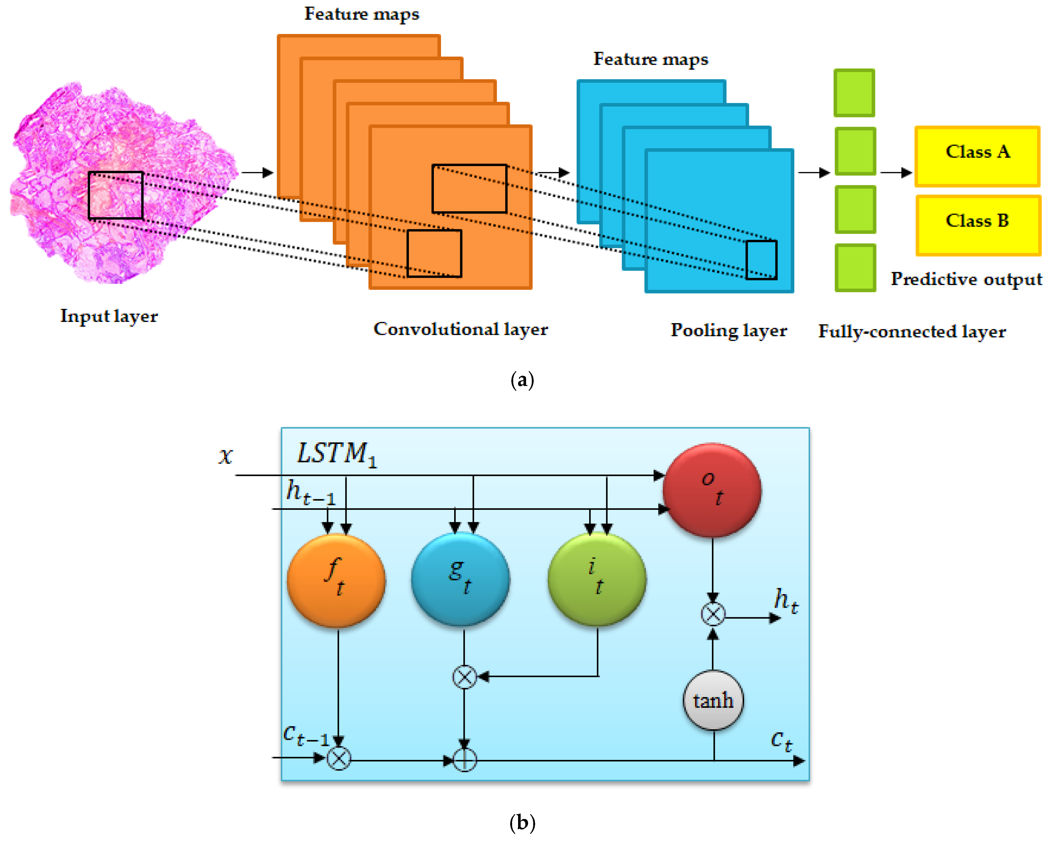 Symmetry | Free Full-Text | Multi-Modal Evolutionary Deep Learning Model  For Ovarian Cancer Diagnosis