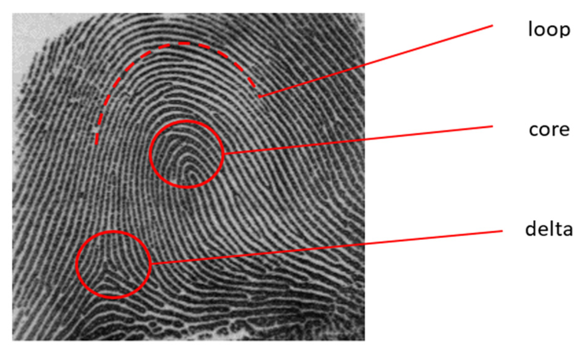 types of whorl fingerprints