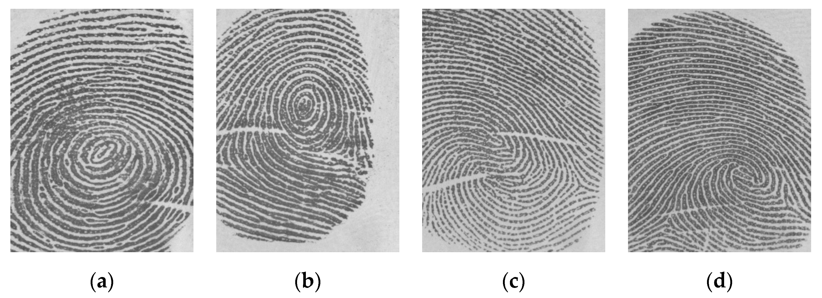 plain whorl fingerprint