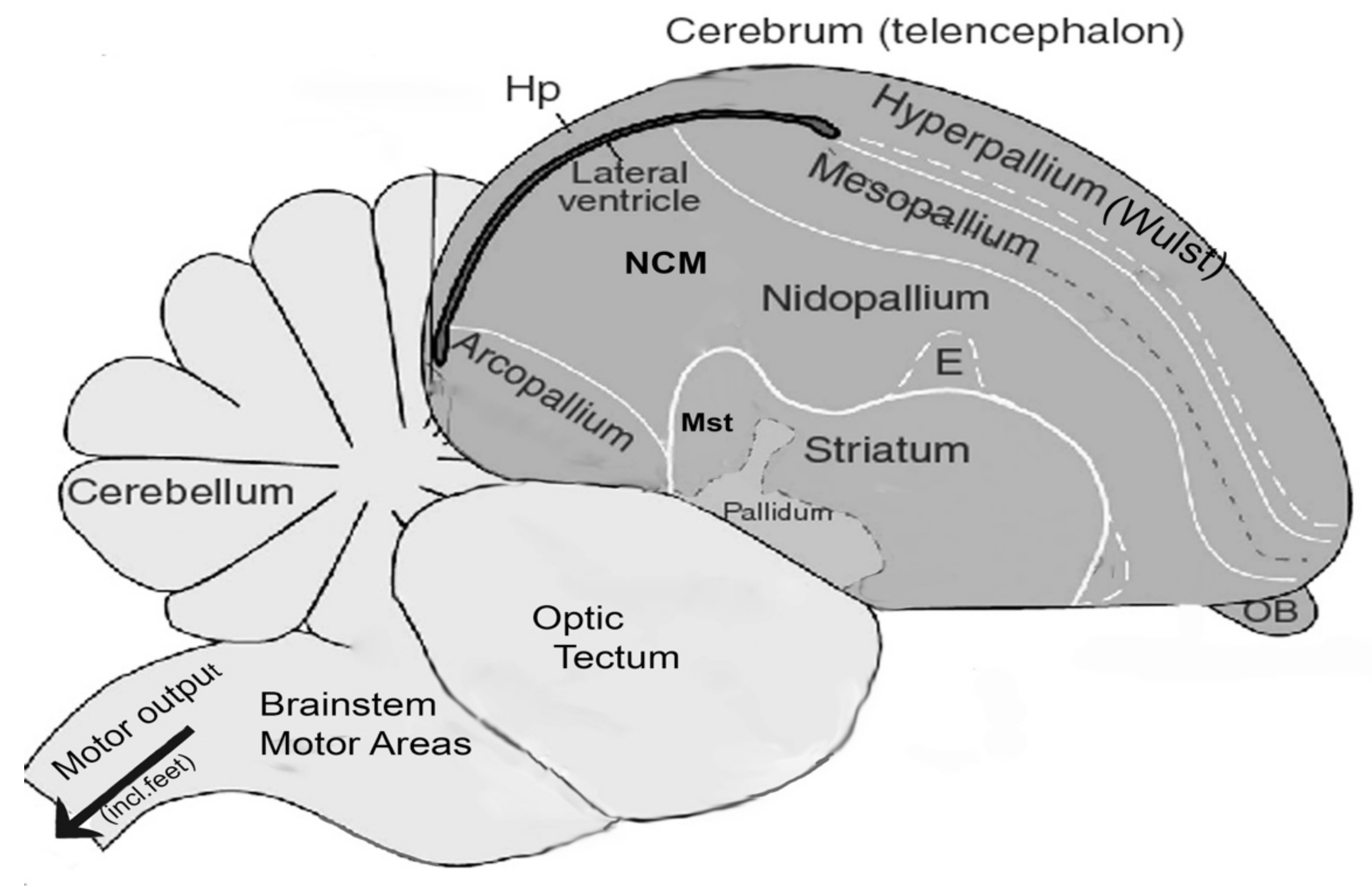 Neuron numbers link innovativeness with both absolute and relative brain  size in birds