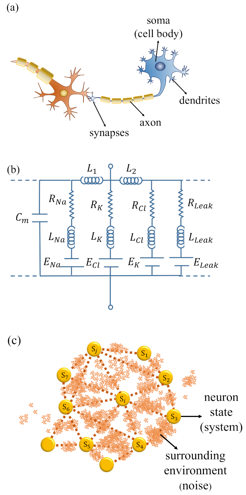 Symmetry | Free Full-Text | Modeling Neuronal Systems as an Open