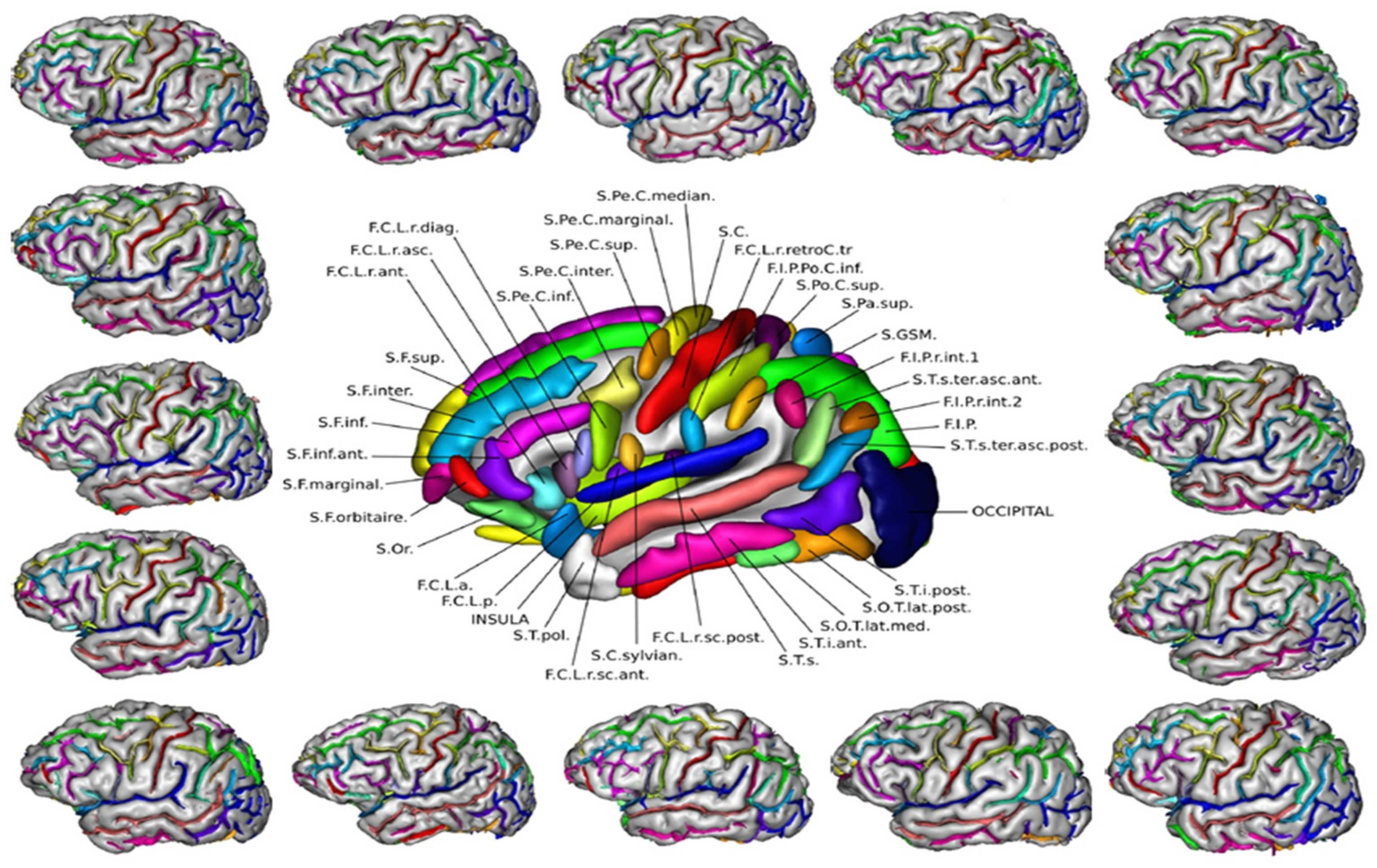 The genetic architecture of the human cerebral cortex