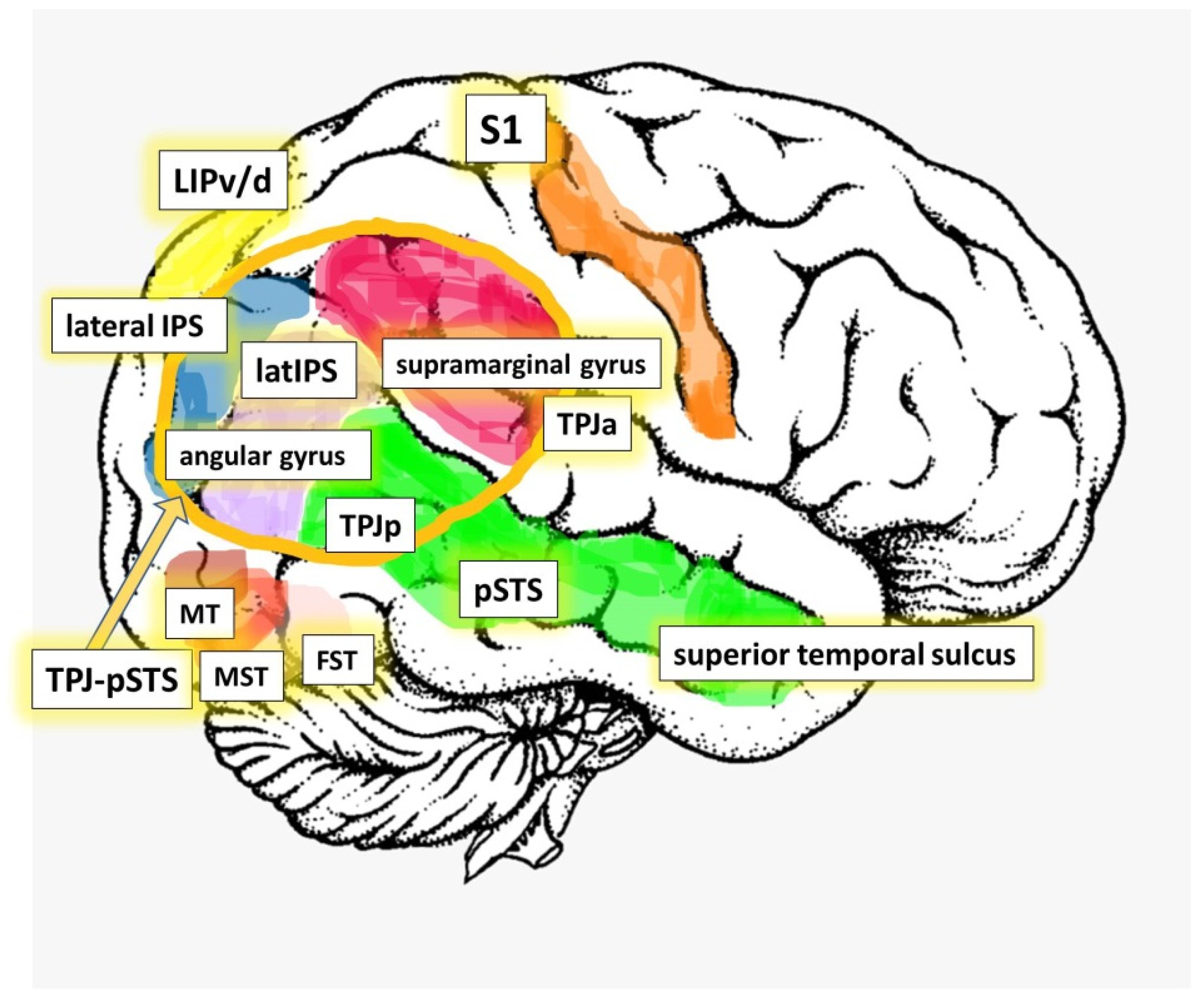 Symmetry | Free Full-Text | Are We Right about the Right TPJ? A Review of  Brain Stimulation and Social Cognition in the Right Temporal Parietal  Junction | HTML
