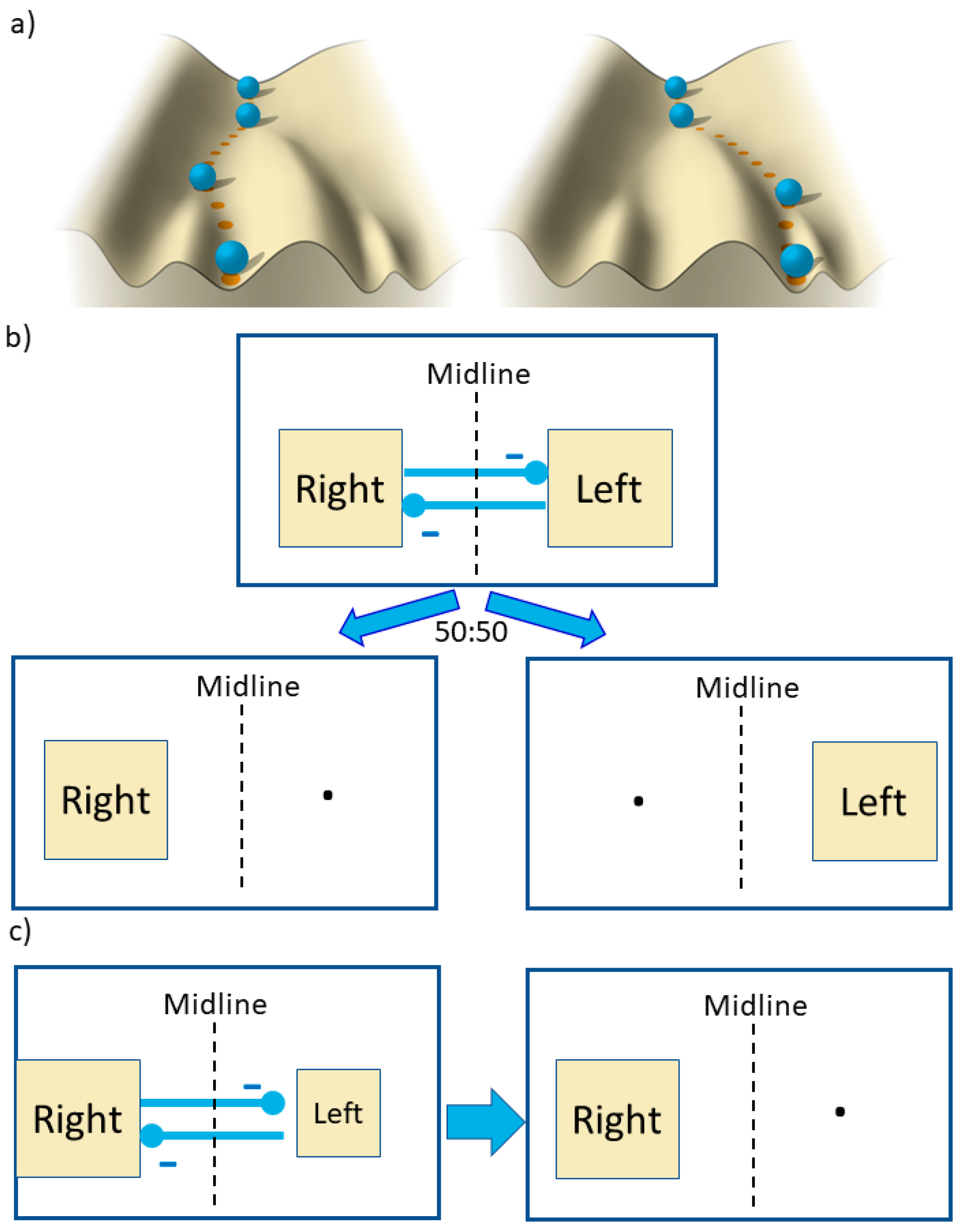 Symmetry | Free Full-Text | Cerebral Polymorphisms for Lateralisation:  Modelling the Genetic and Phenotypic Architectures of Multiple Functional  Modules