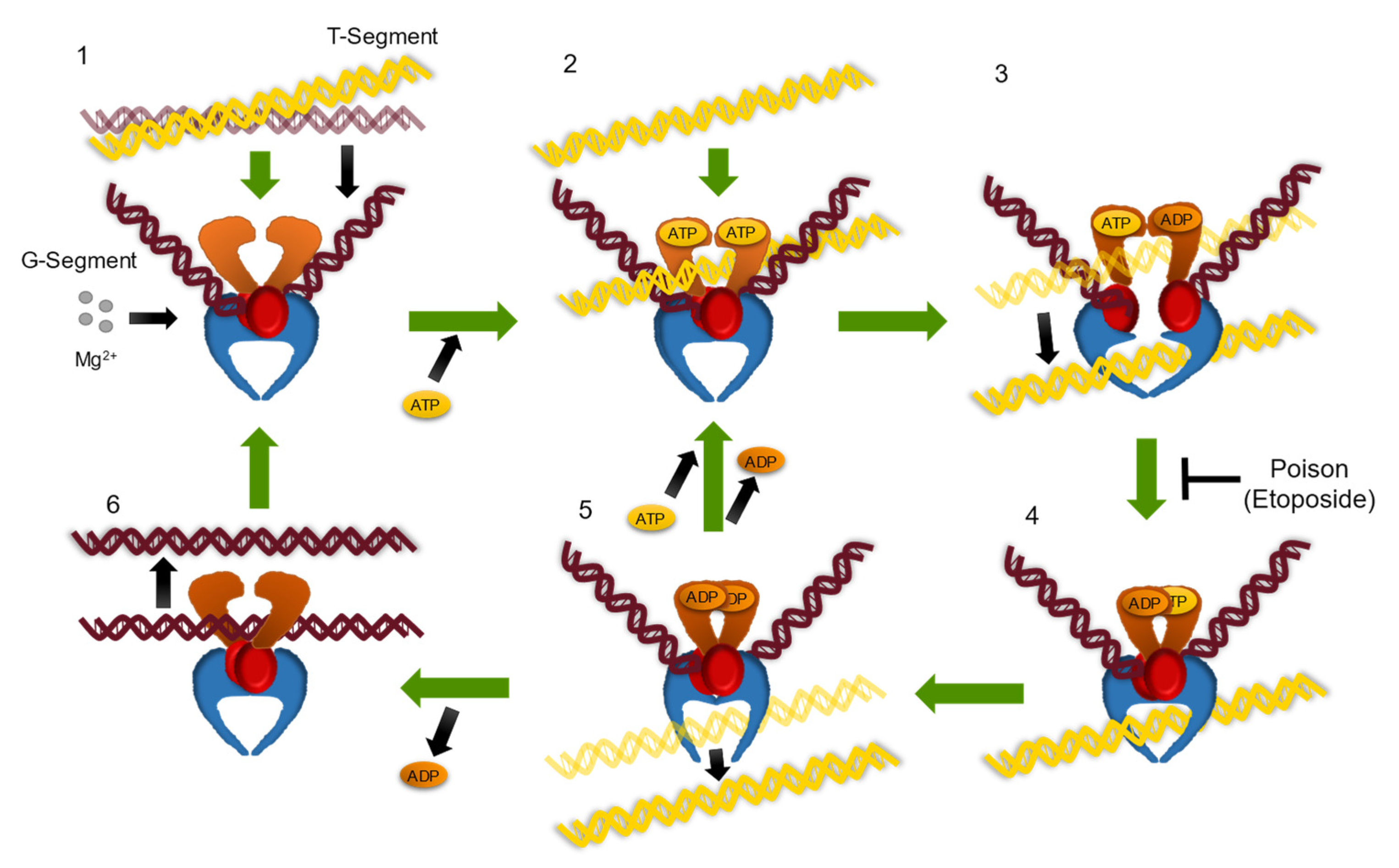 Symmetry 14 01309 g001