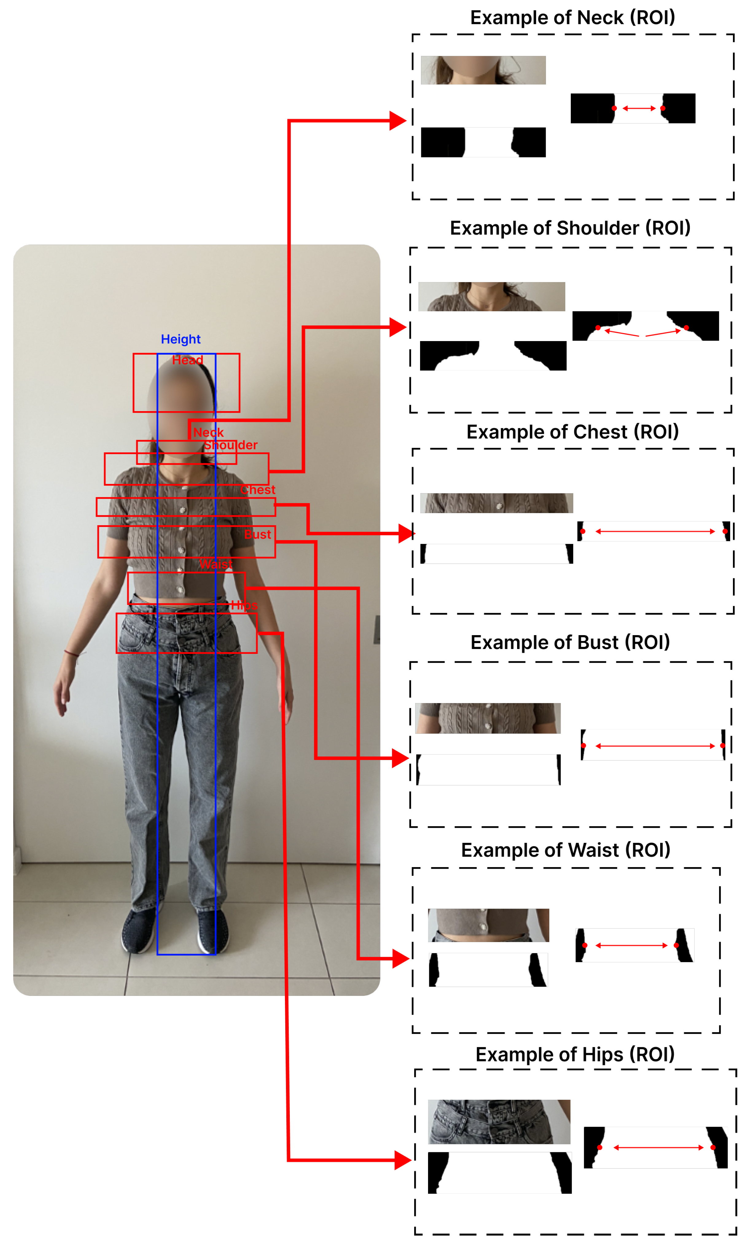 Different Girth Measurement of the Human Body: Purpose and Procedure
