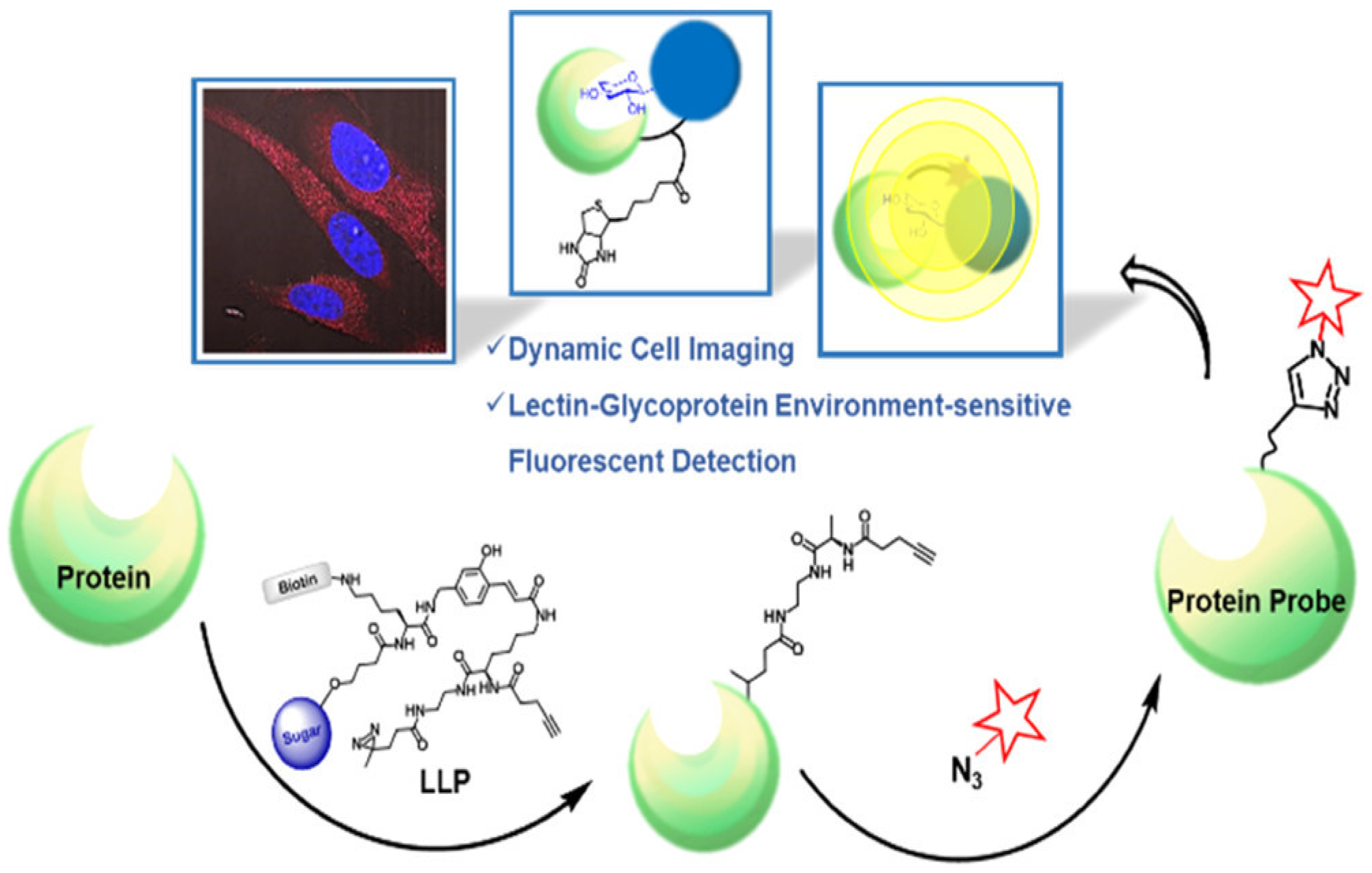 Targets | Free Full-Text | Cell-Surface Glycan Labeling and Sensing