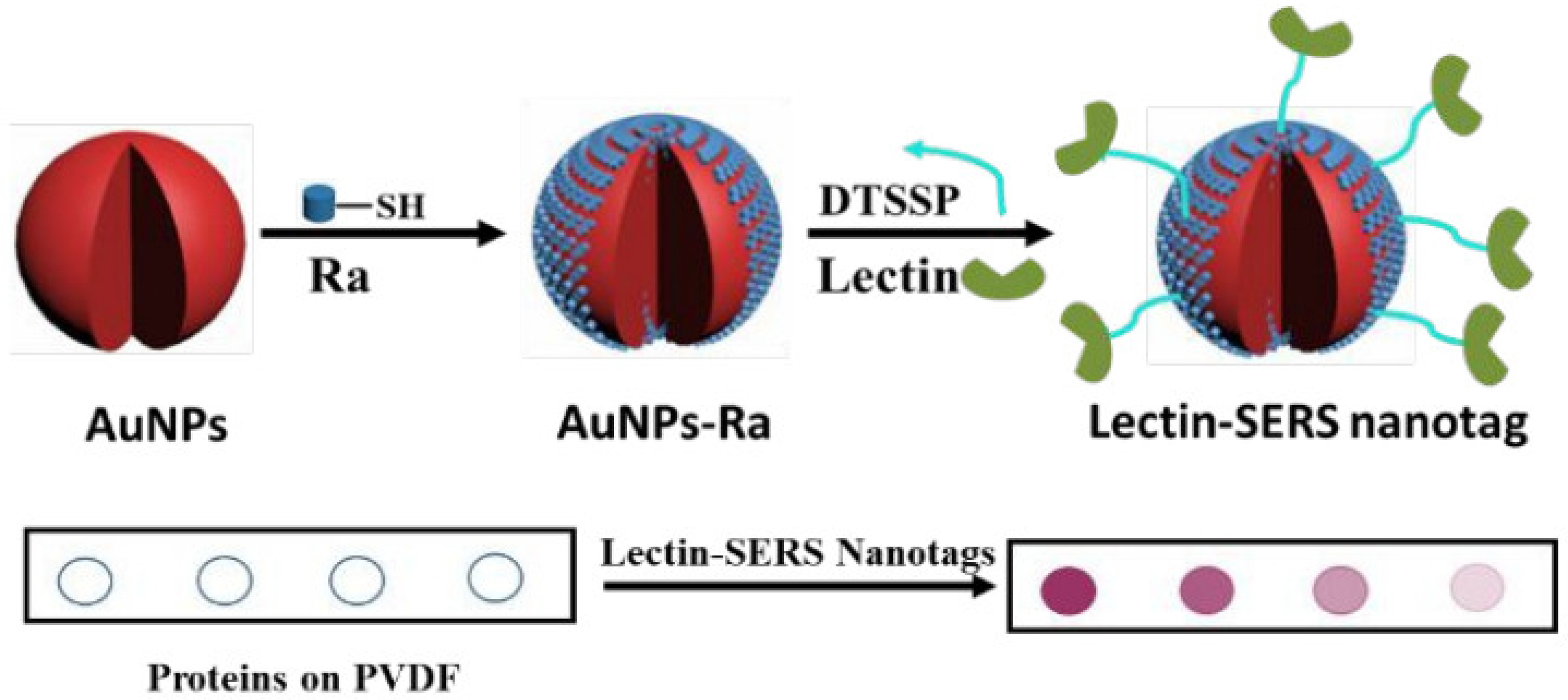 Targets | Free Full-Text | Cell-Surface Glycan Labeling and Sensing