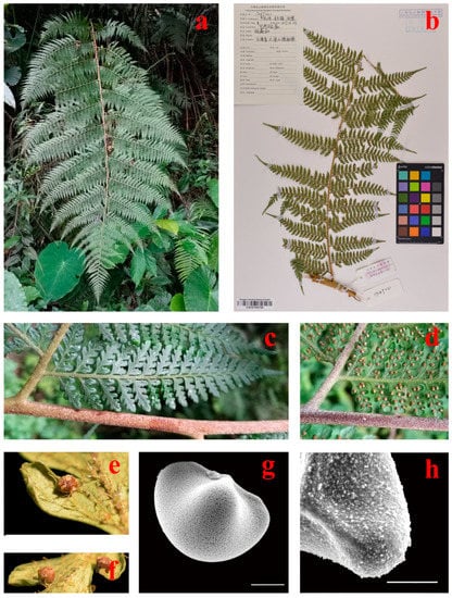 PDF) Micro-morphological characters in Polypodiaceae and its taxonomic  significance