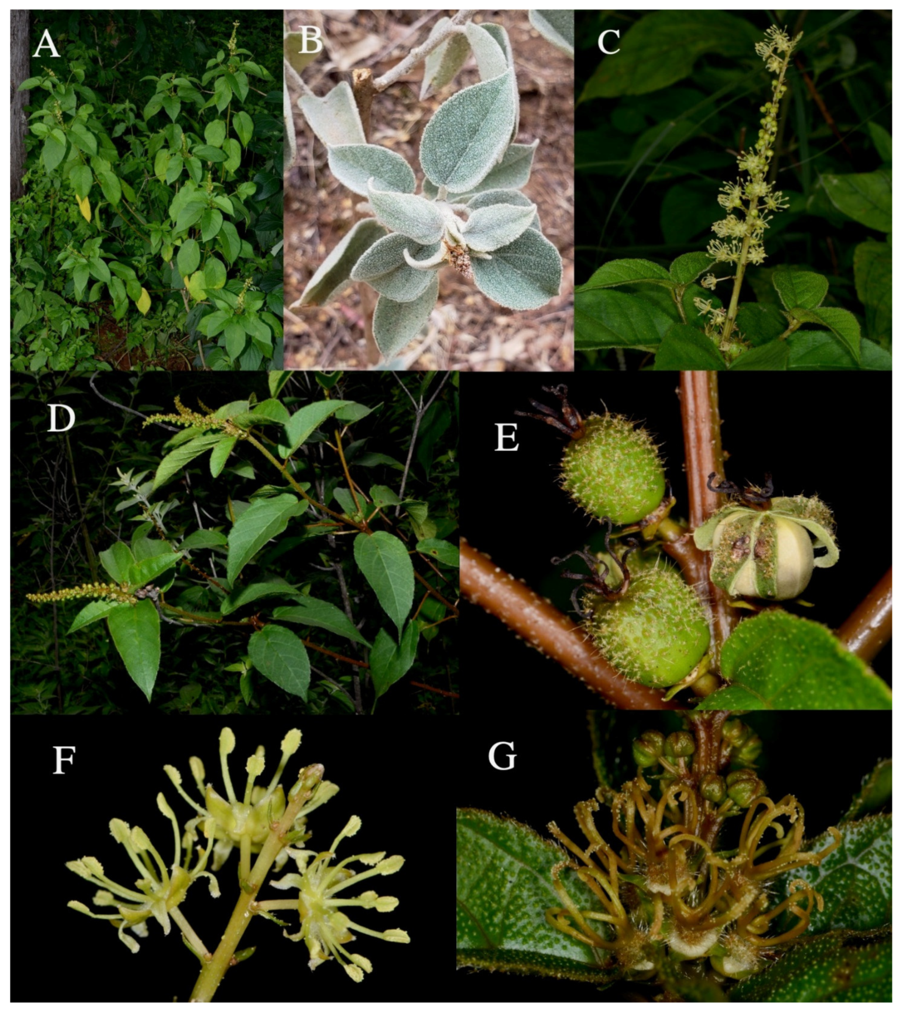 Morphology of Euphorbia atoto: A. Living plant. B. Branch. C.