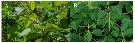 Taxonomy | Free Full-Text | A Synopsis of Croton (Euphorbiaceae) in ...